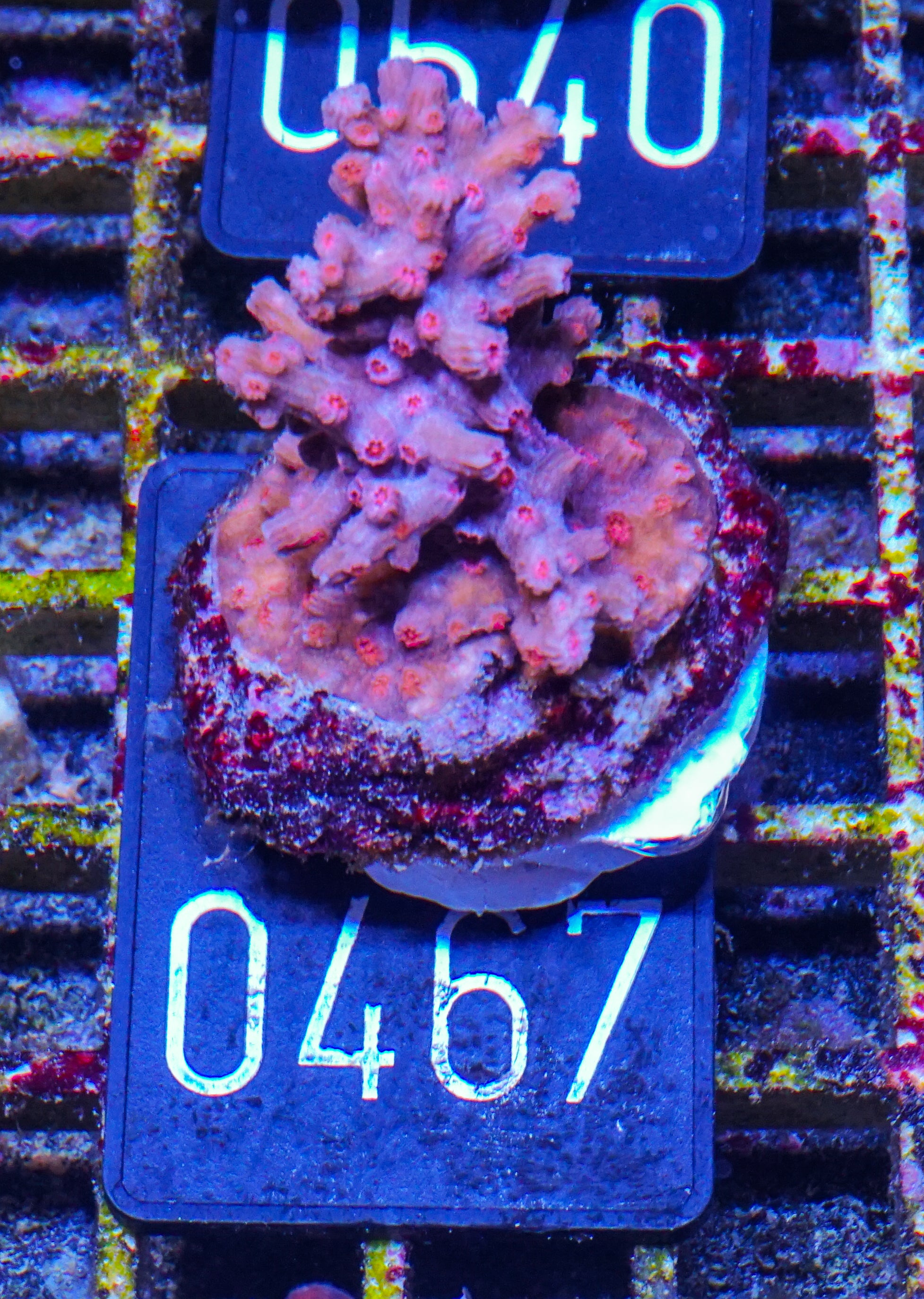 Cyphastrea decadia