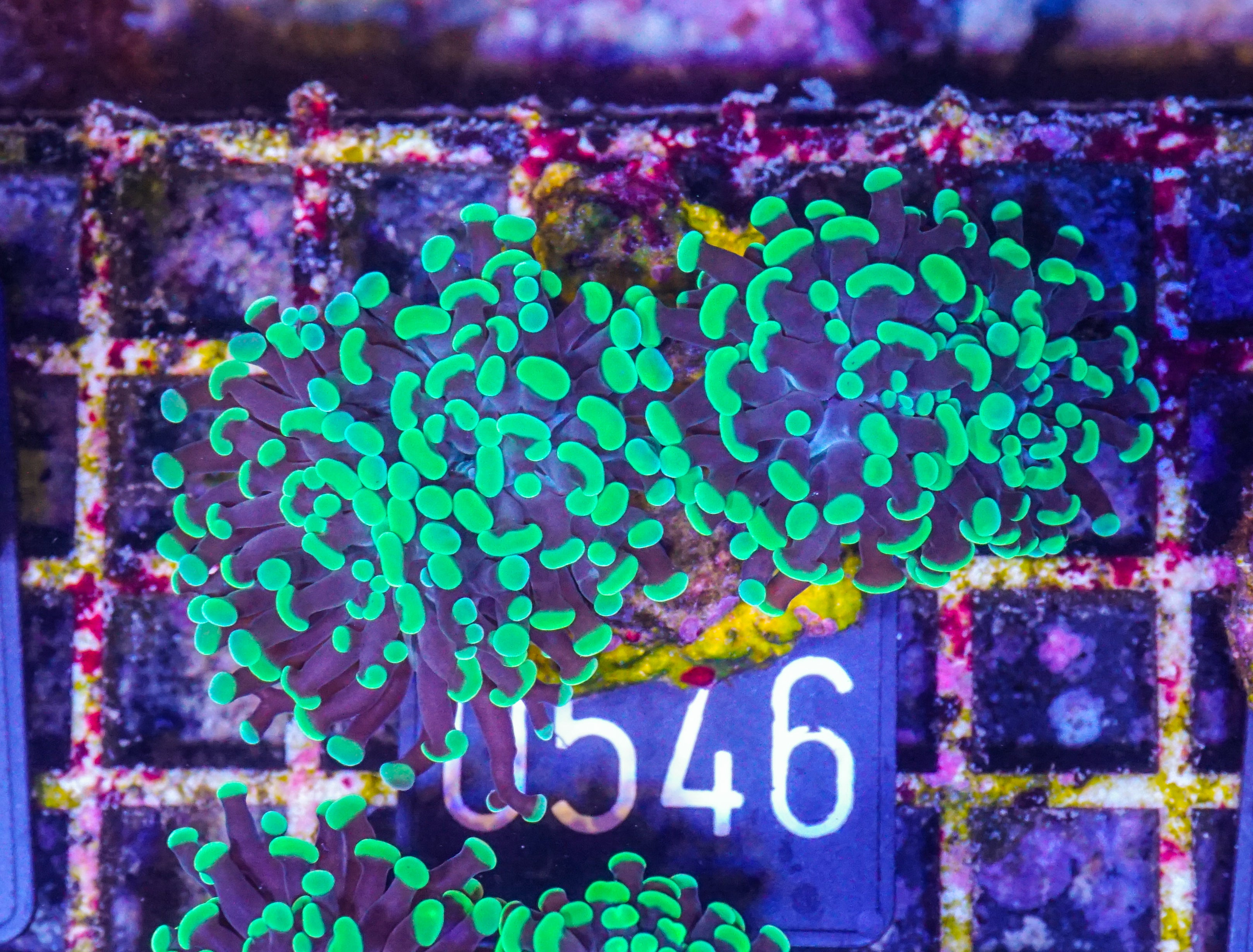 Euphyllia/Fimbriaphyllia paraancora