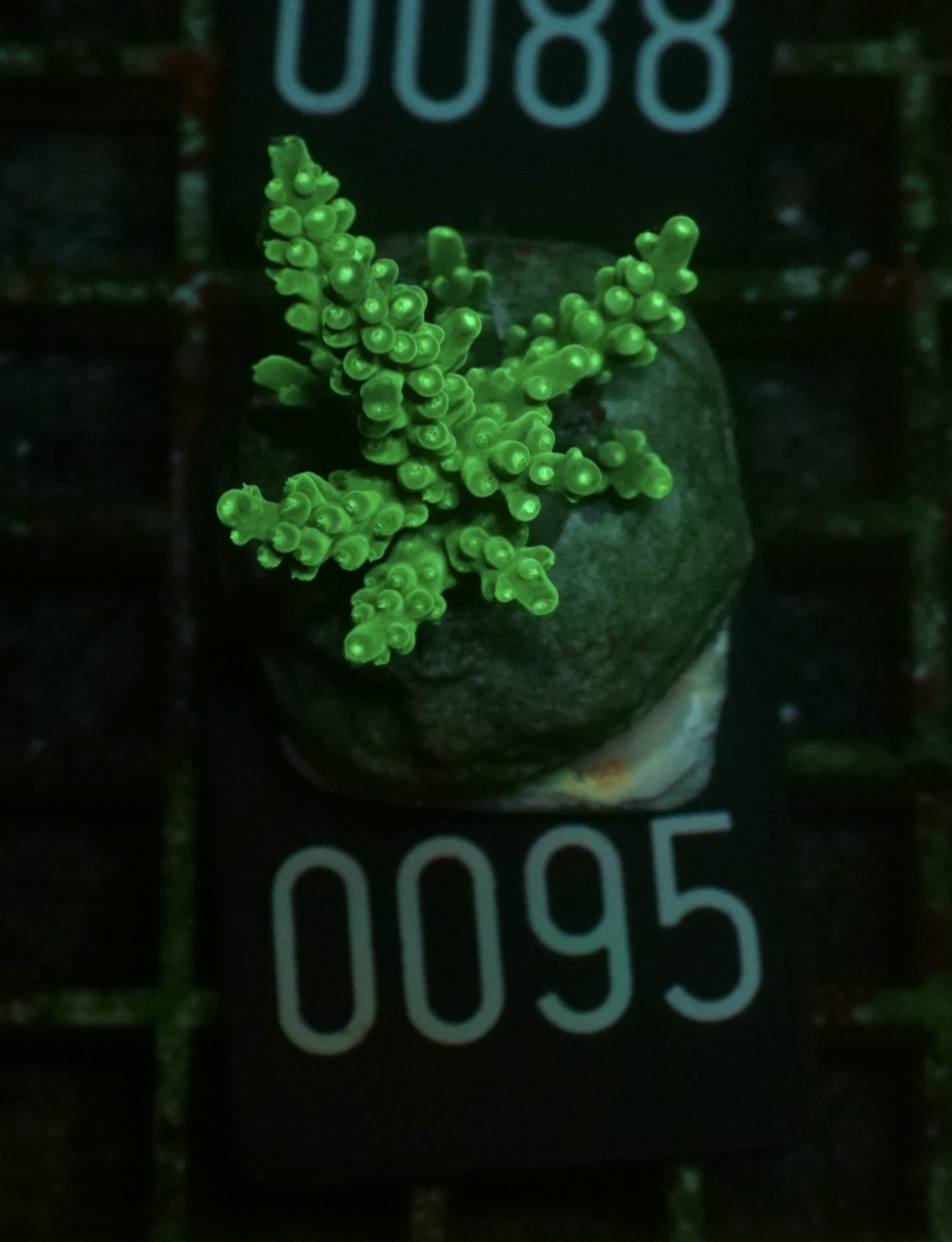 Acropora chesterfieldensis