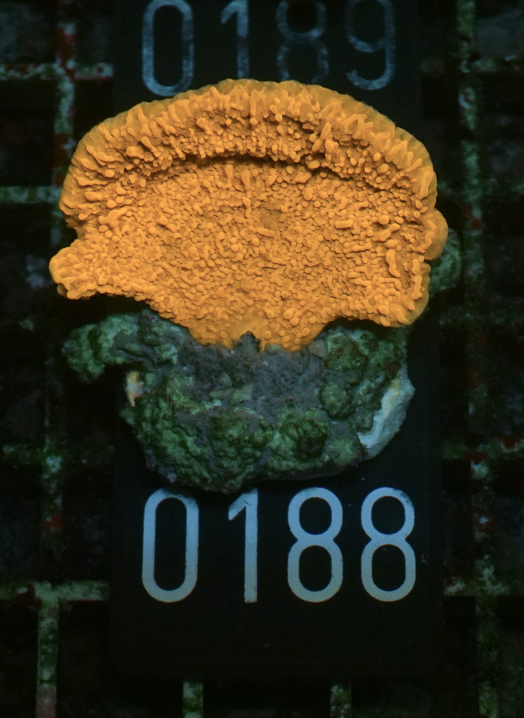 Montipora foliosa