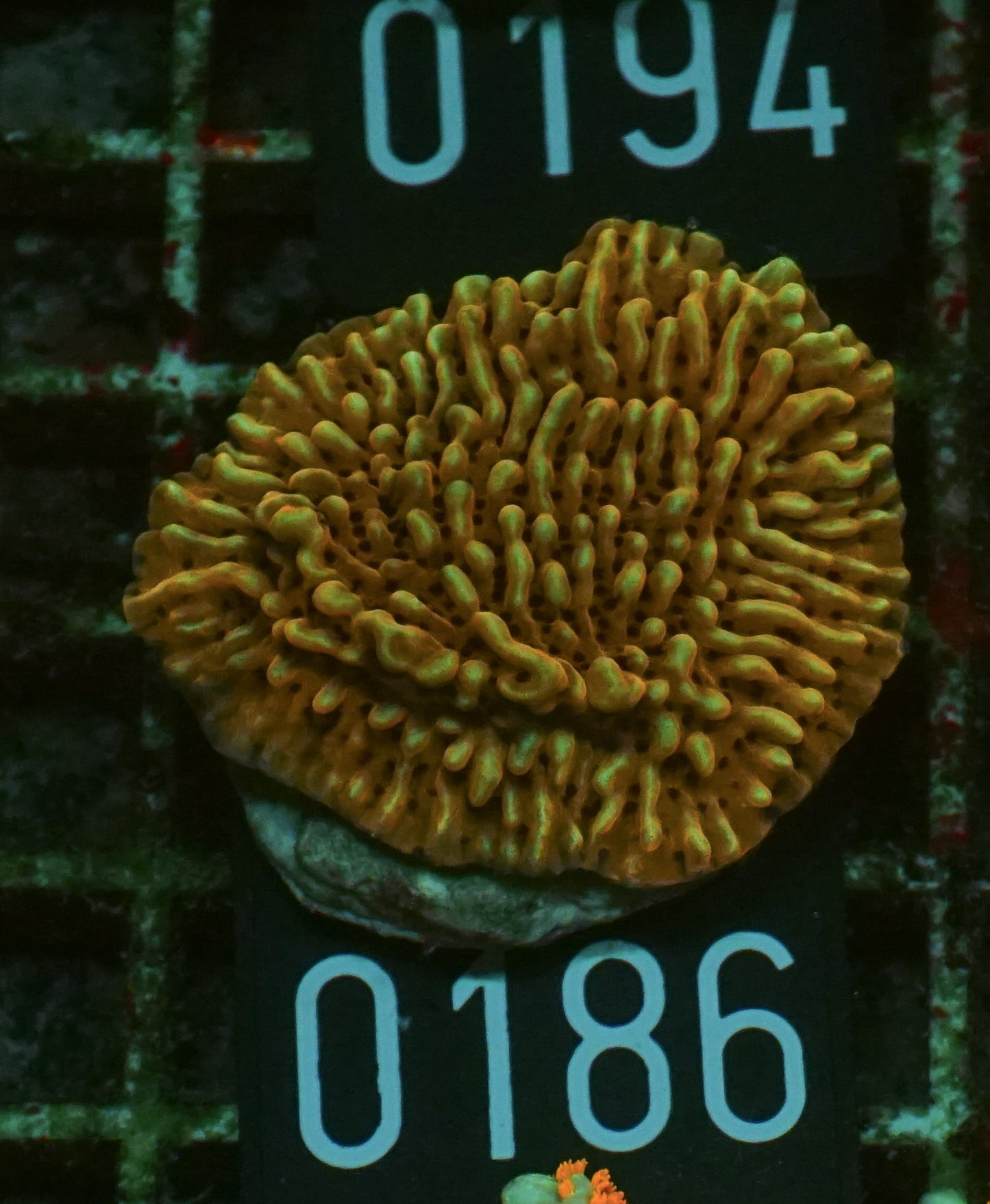 Montipora undata/danae rot