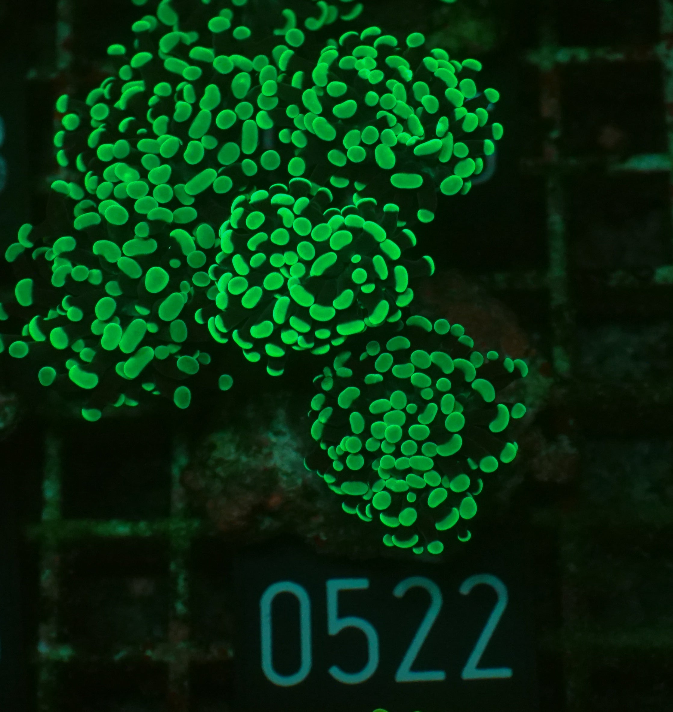 Euphyllia/Fimbriaphyllia paraancora