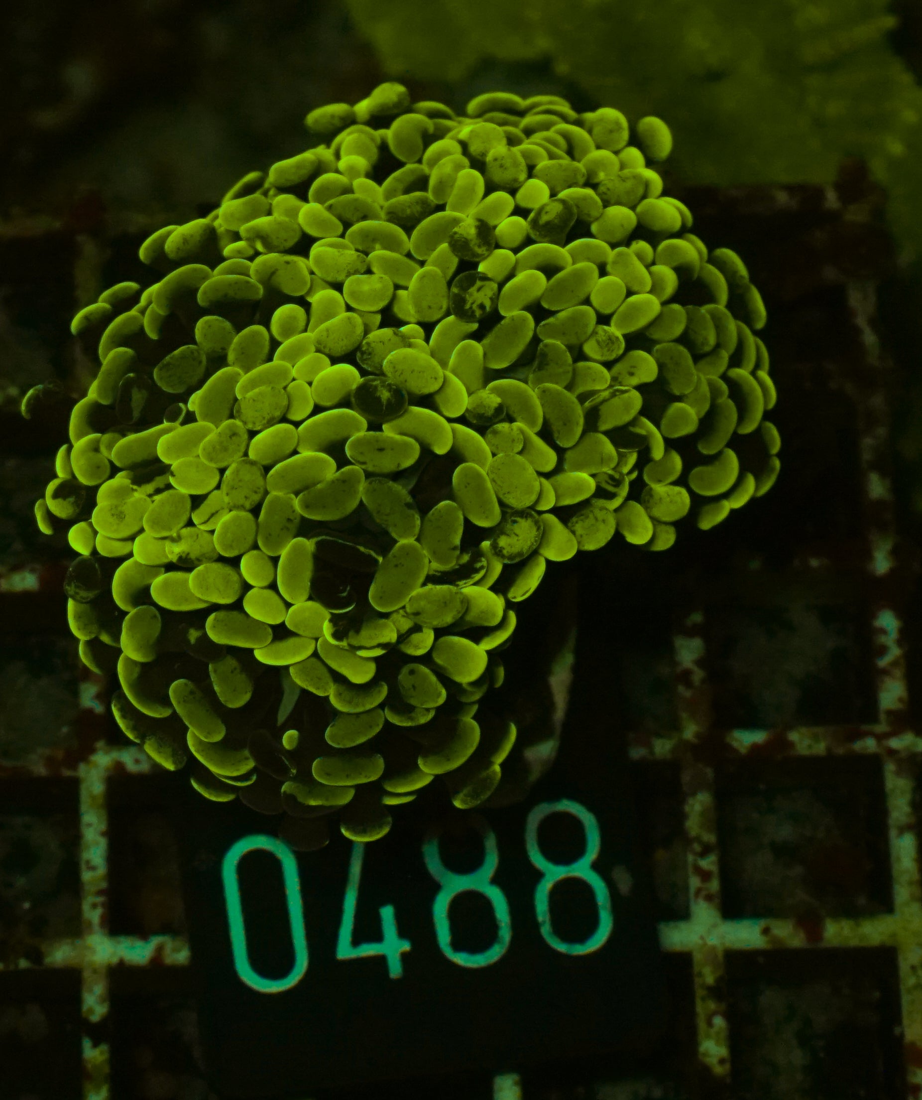 Euphyllia/Fimbriaphyllia paraancora "golden nugget" indo