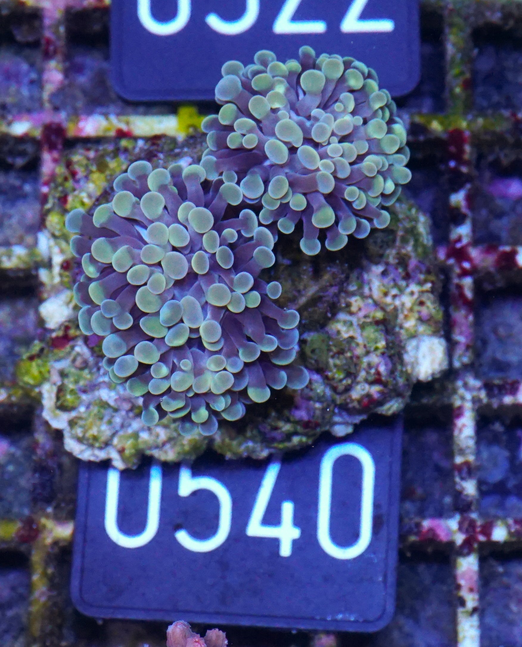 Euphyllia/Fimbriaphyllia paraancora "golden nugget"