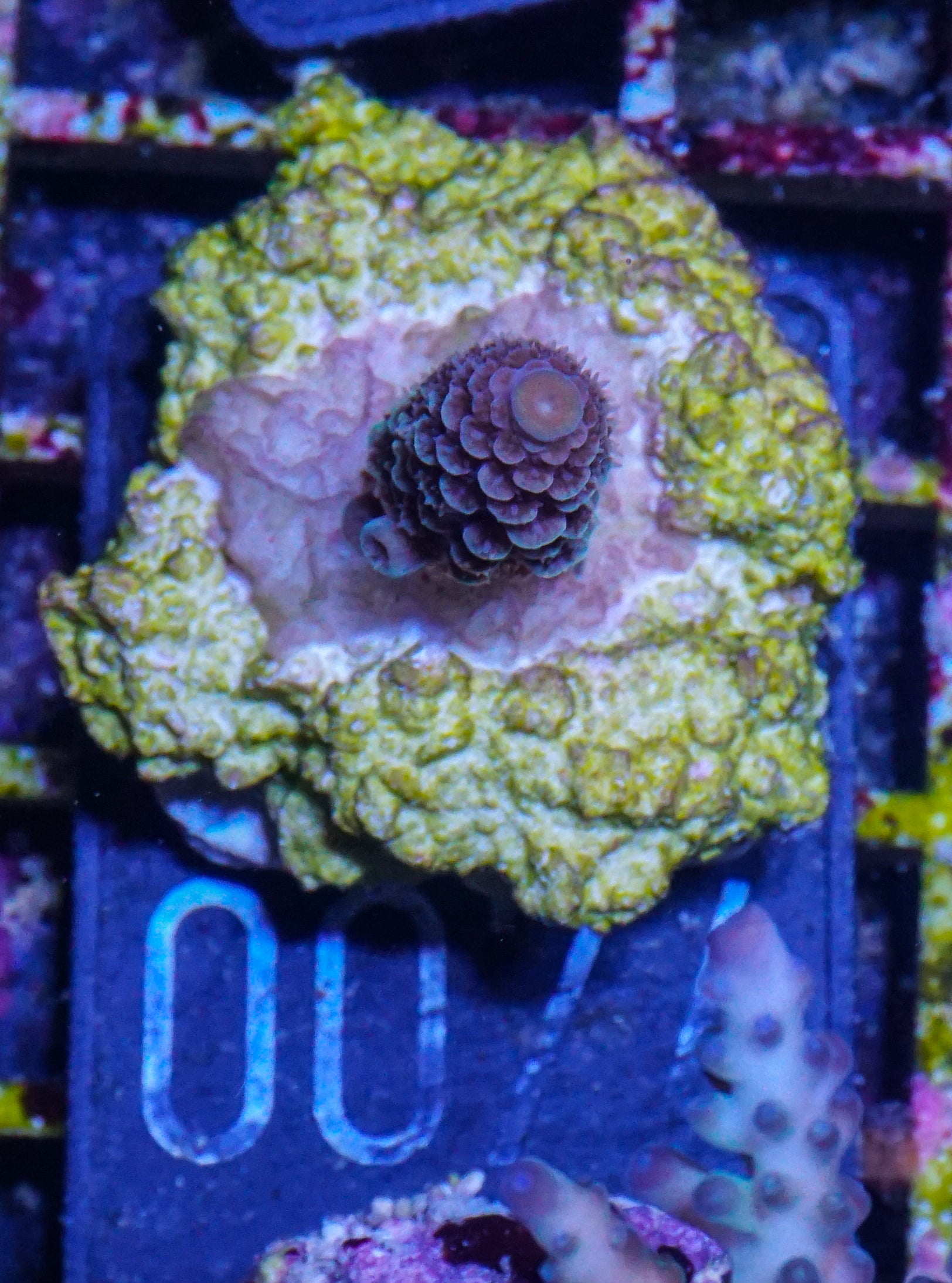 Acropora spathulata „jungle thief“