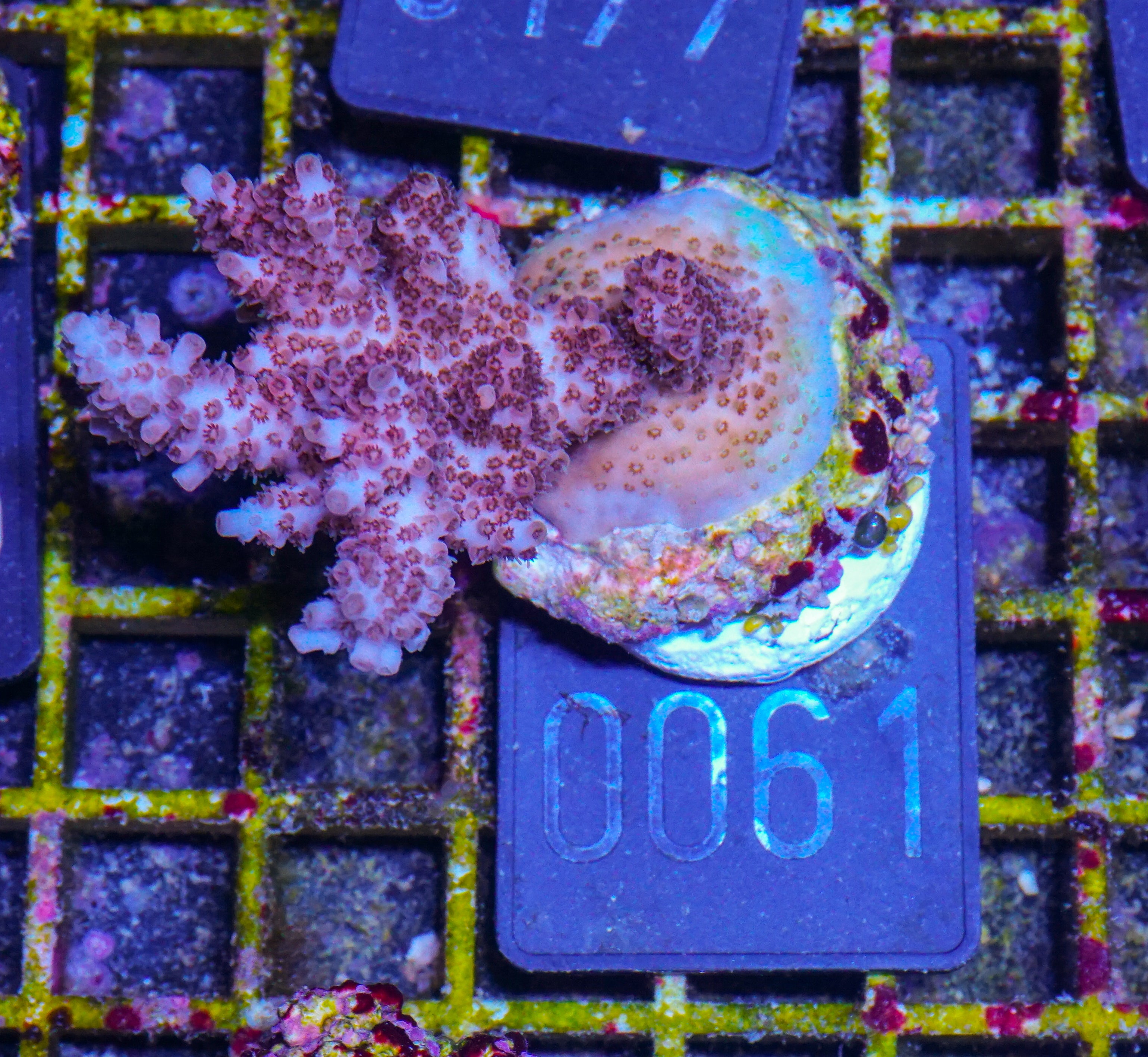 Acropora hyacinthus „pink lady“