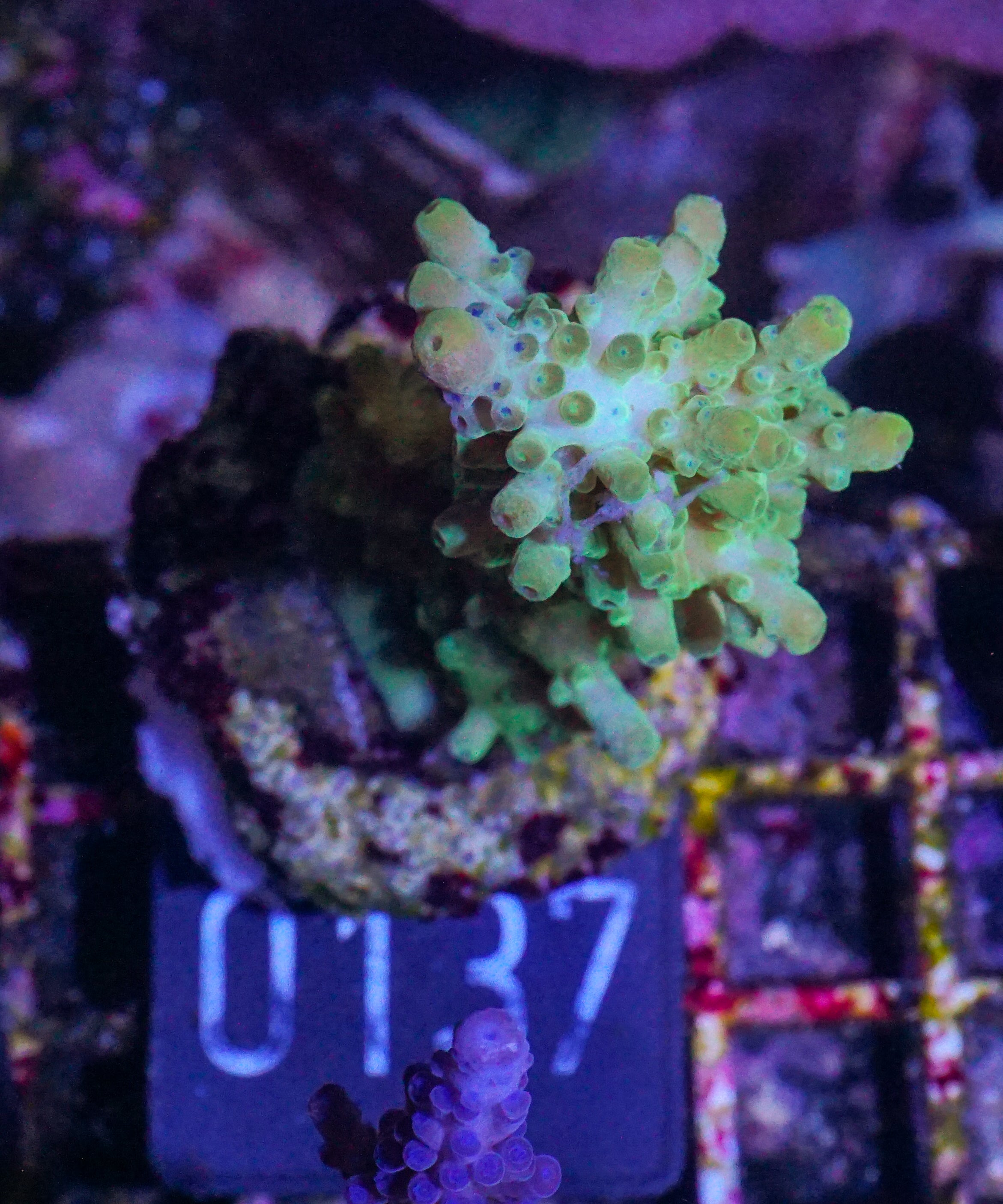 Acropora austera „golden age“