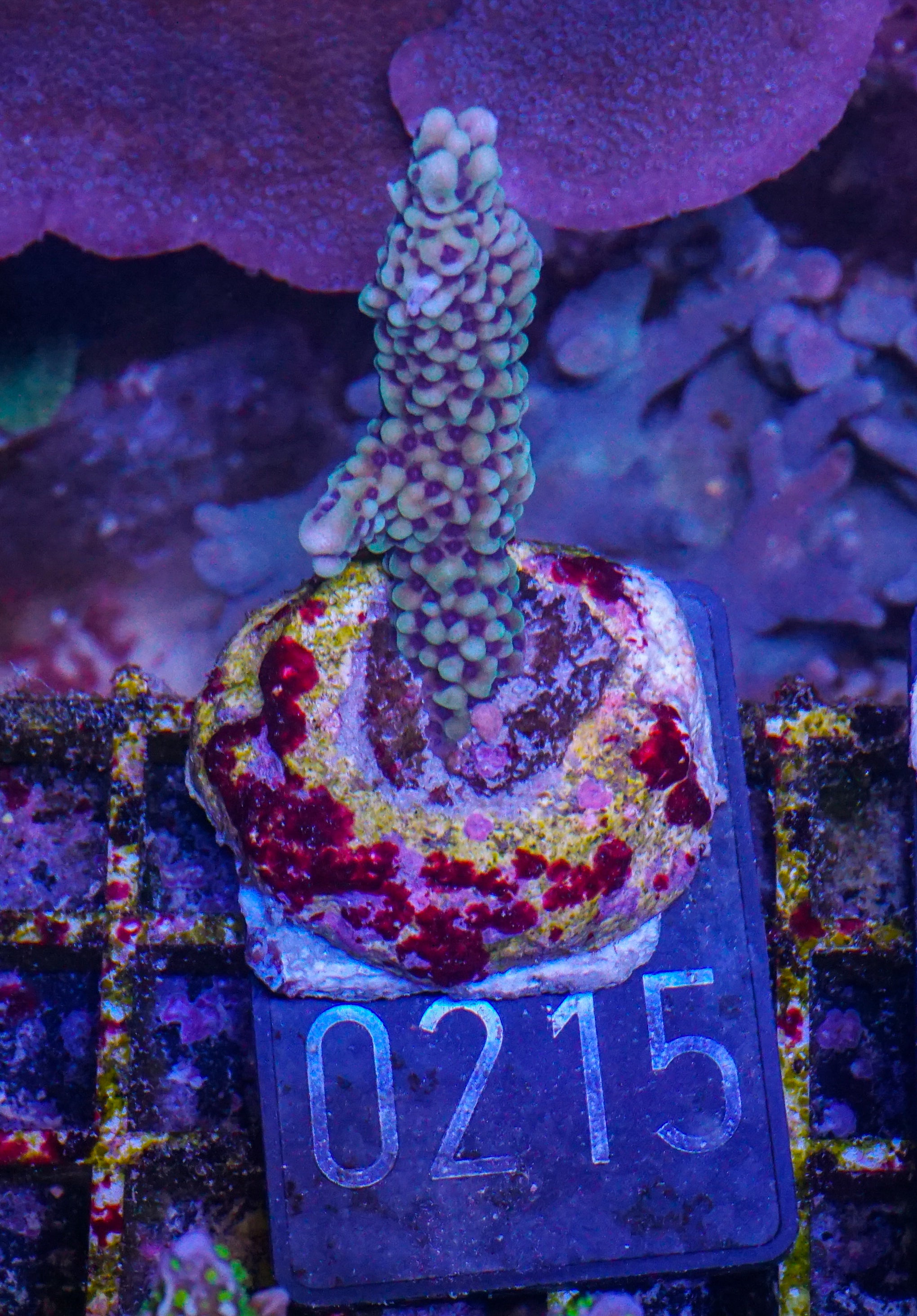 Montipora verrucosa