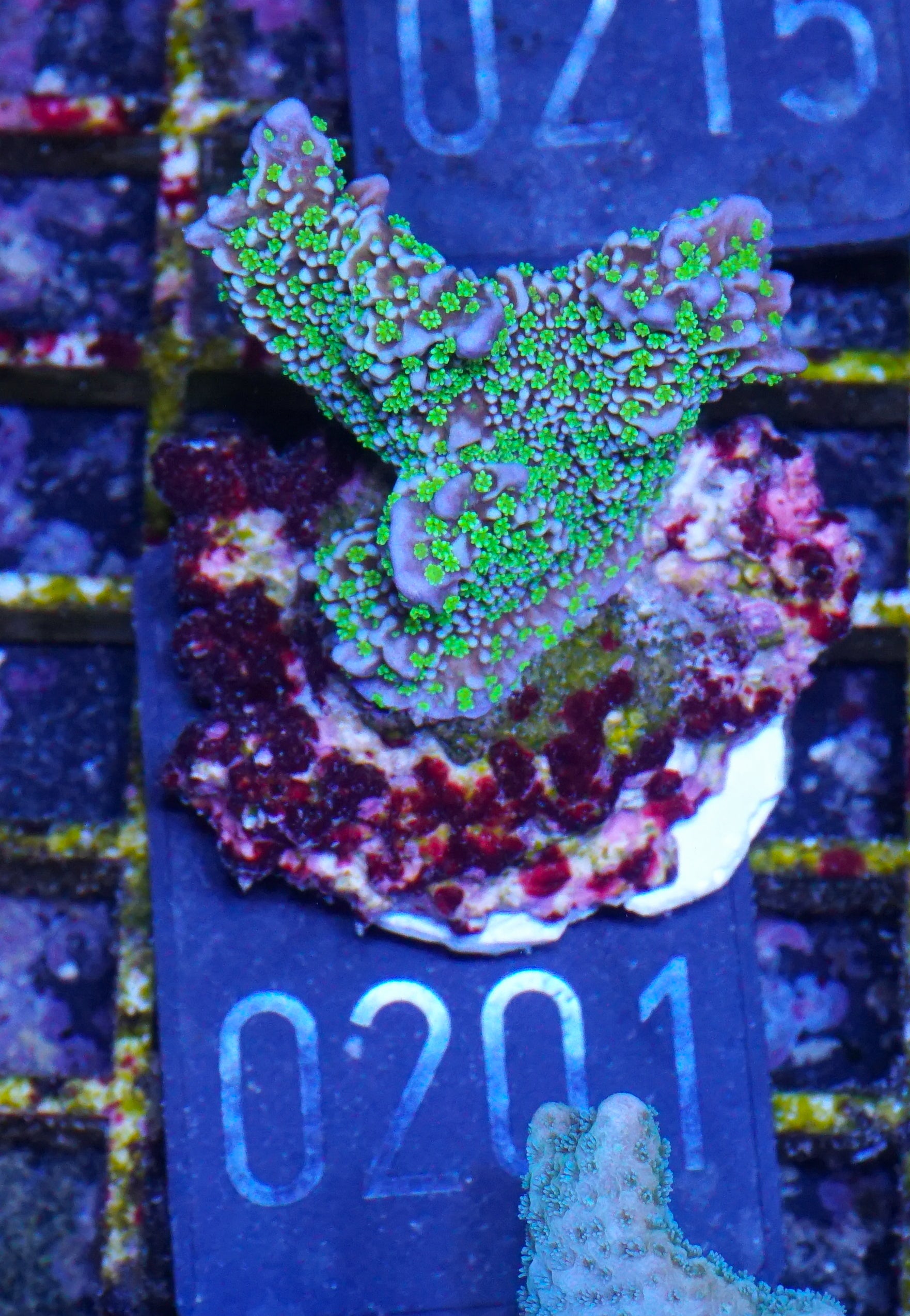 Montipora carinata “Star wars”