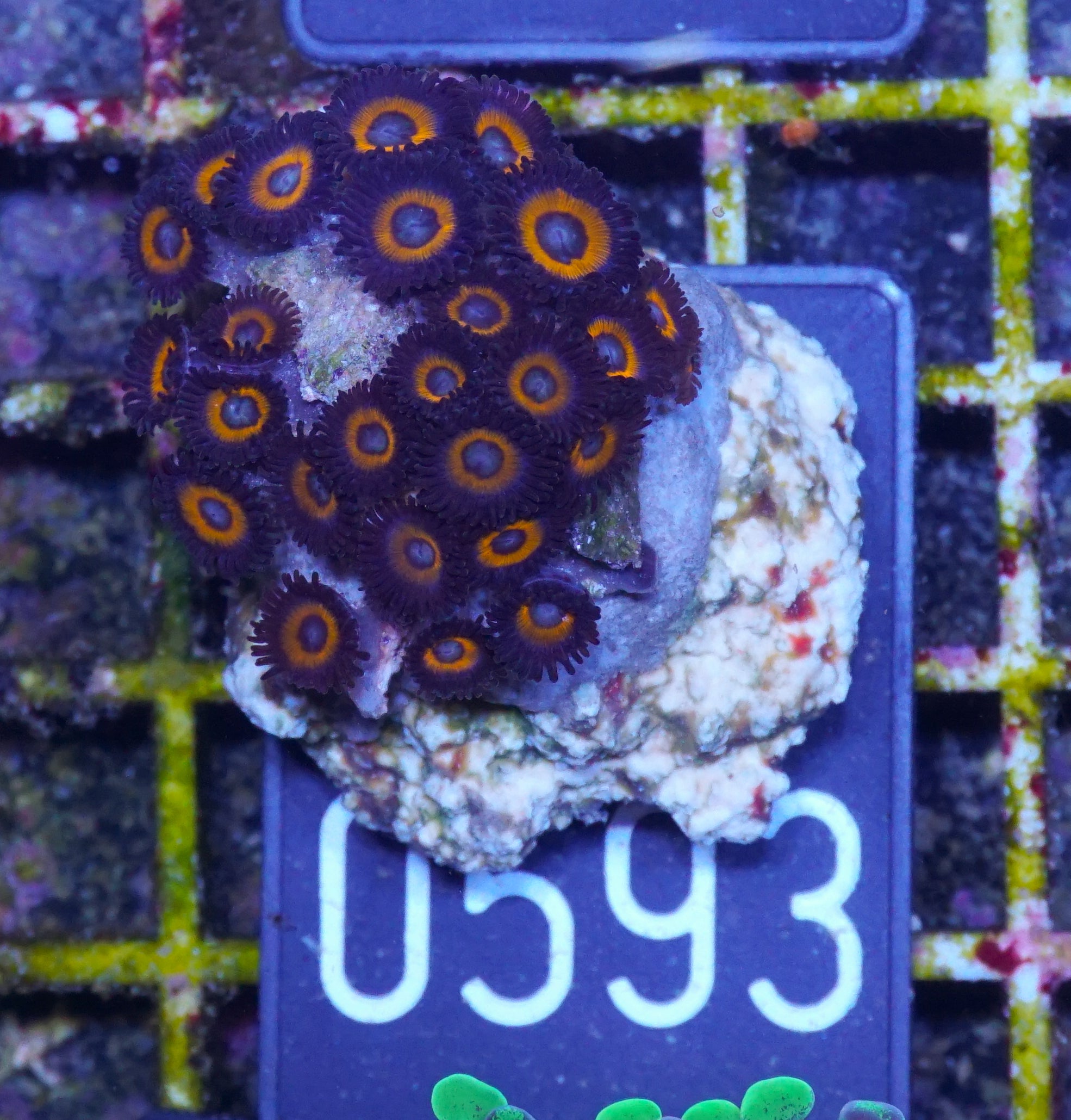 Zoanthus sp.