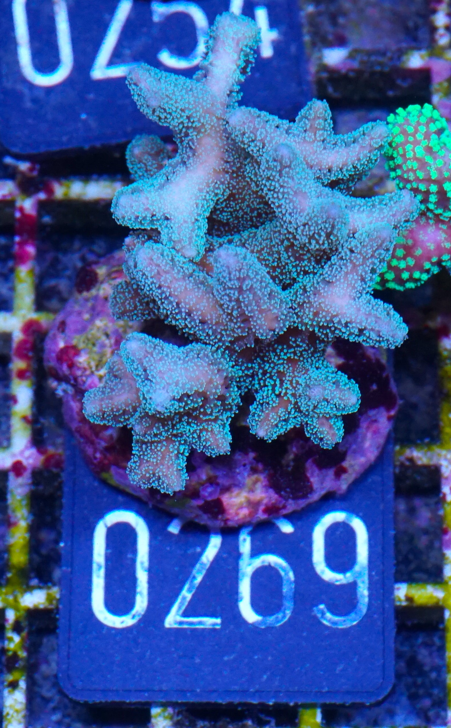 Seriatopora caliendrum "mint"