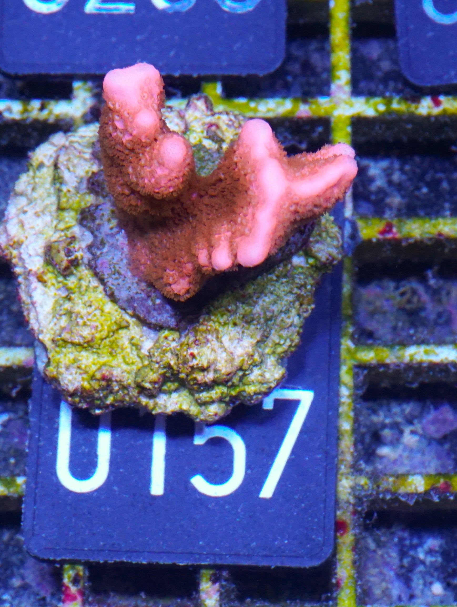 Montipora digitata rot