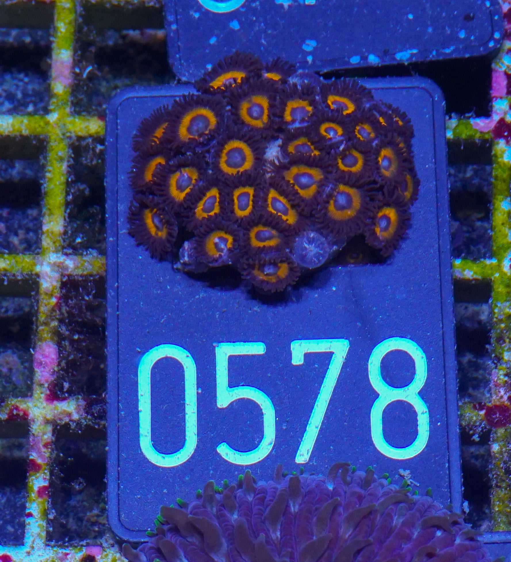 Zoanthus sp.