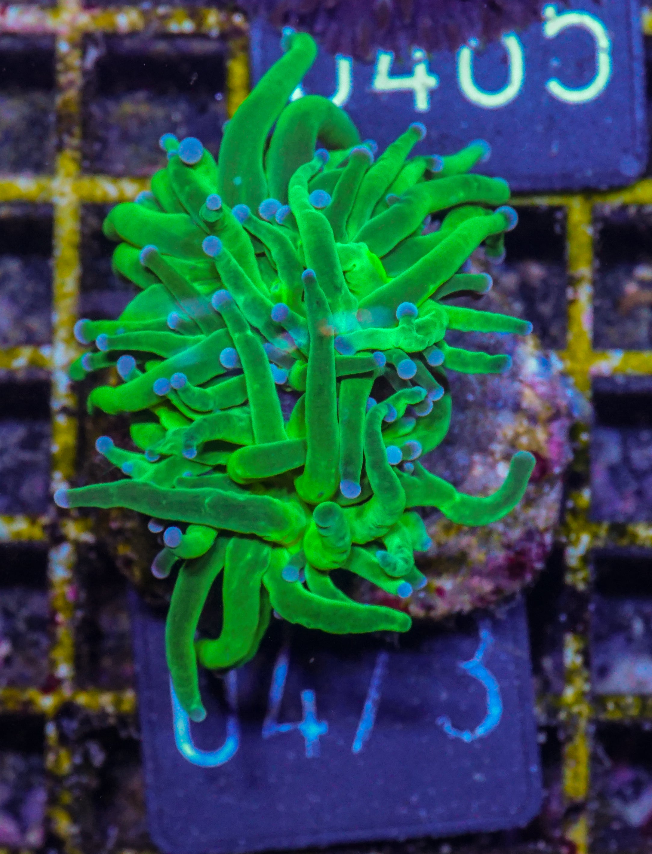 Euphyllia glabrescens "toxic green"