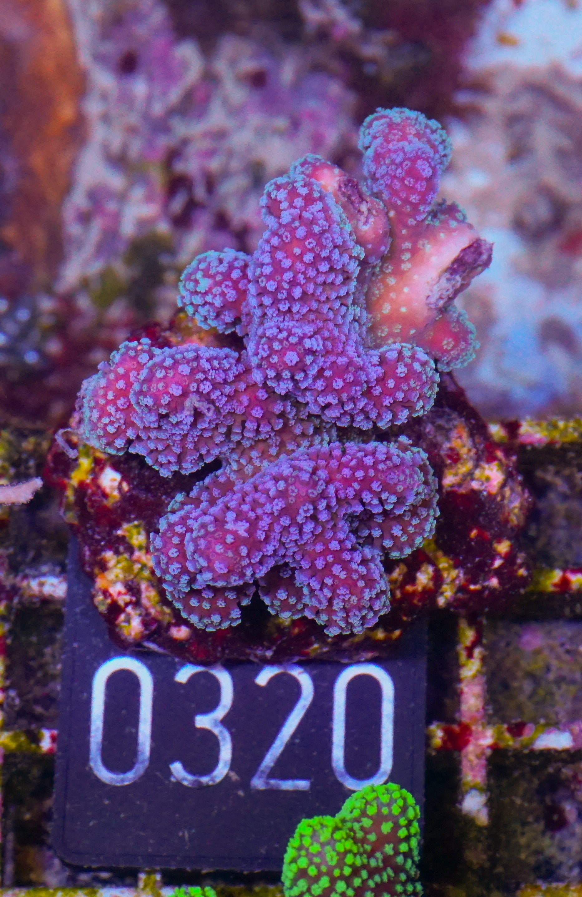 Stylophora pistillata "pink - white tips"