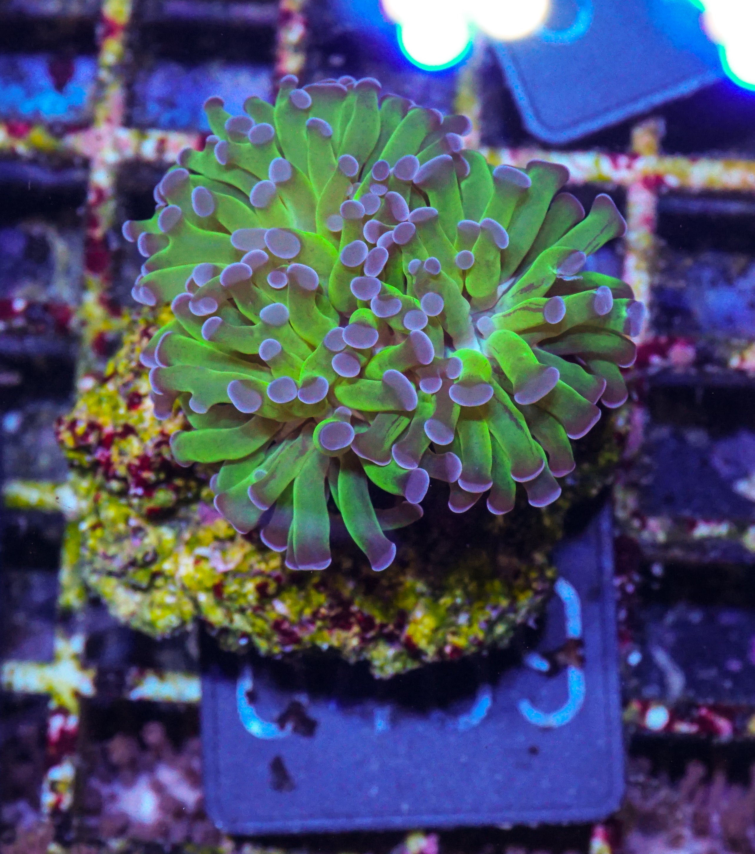Euphyllia/Fimbriaphyllia paraancora