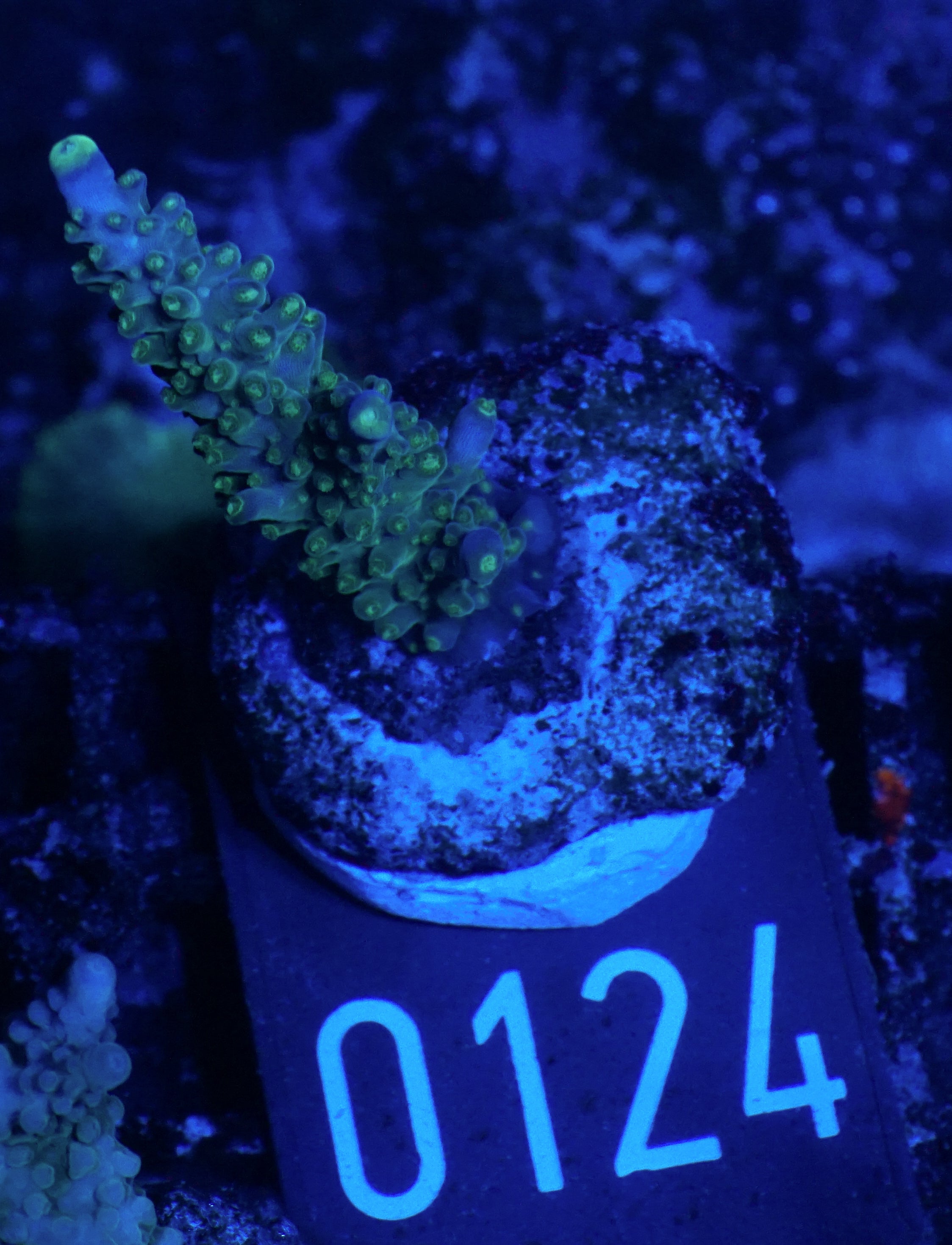 Acropora secale „Joker“