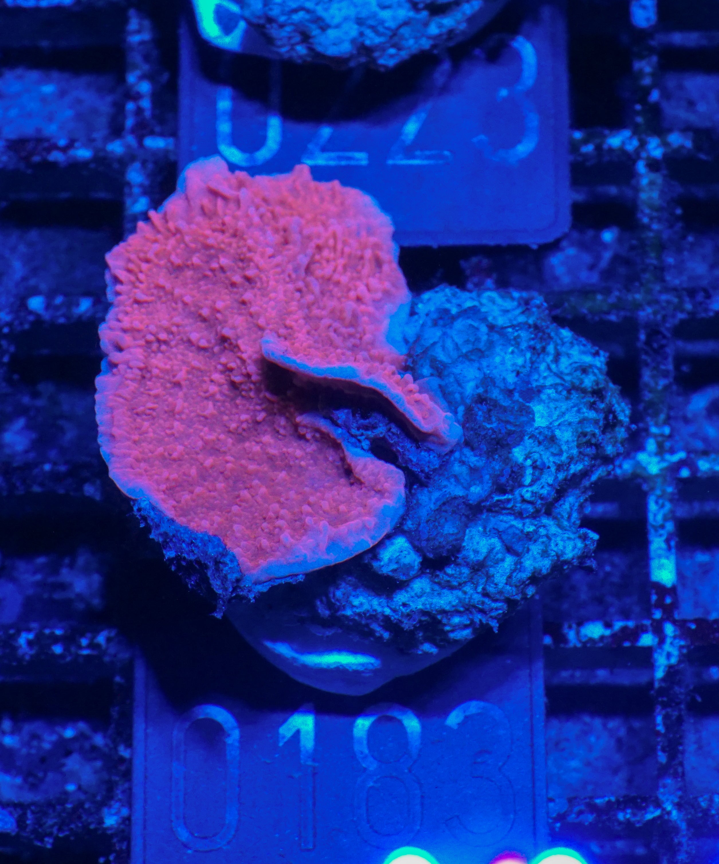 Montipora foliosa
