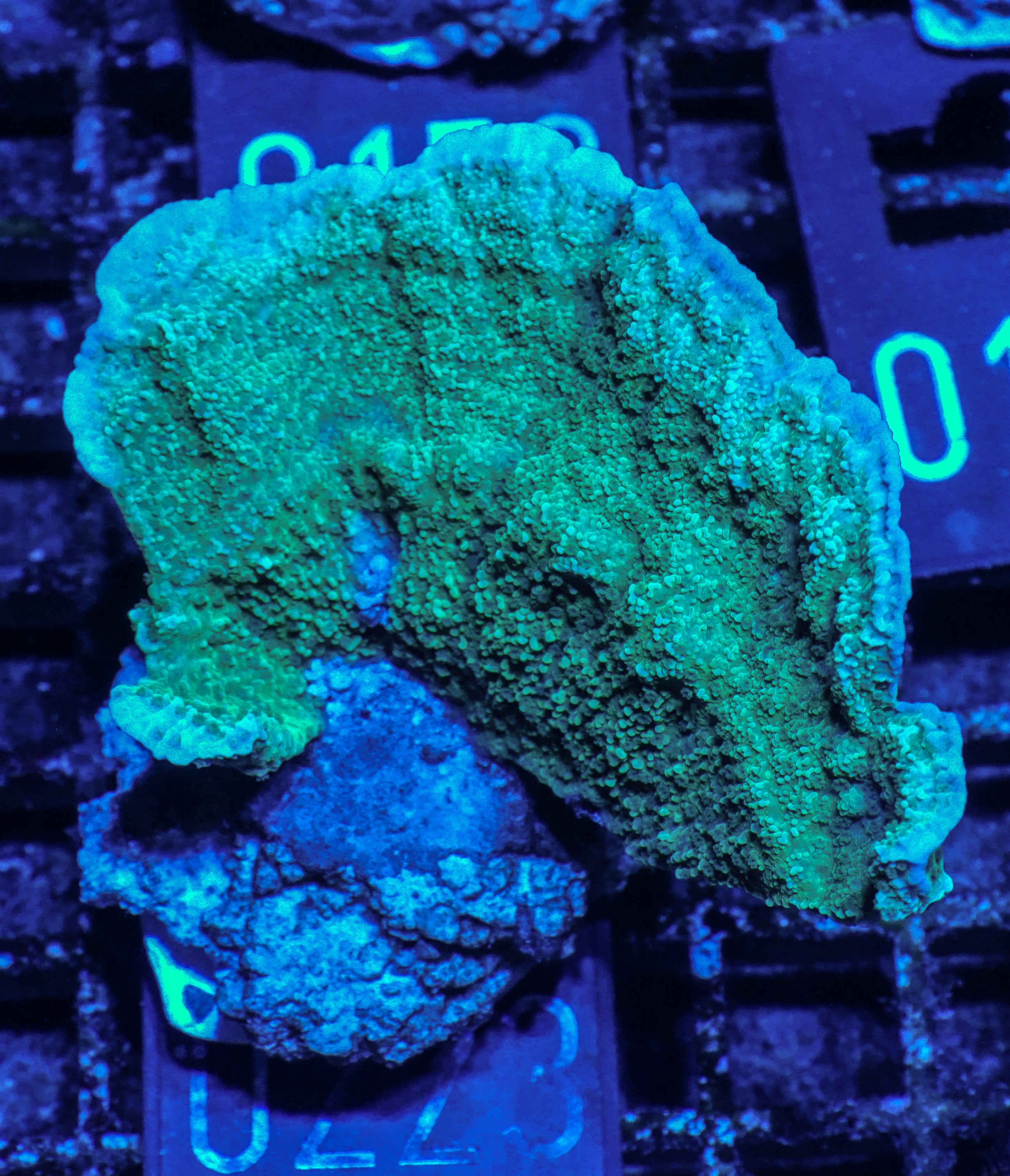 Montipora delicatula