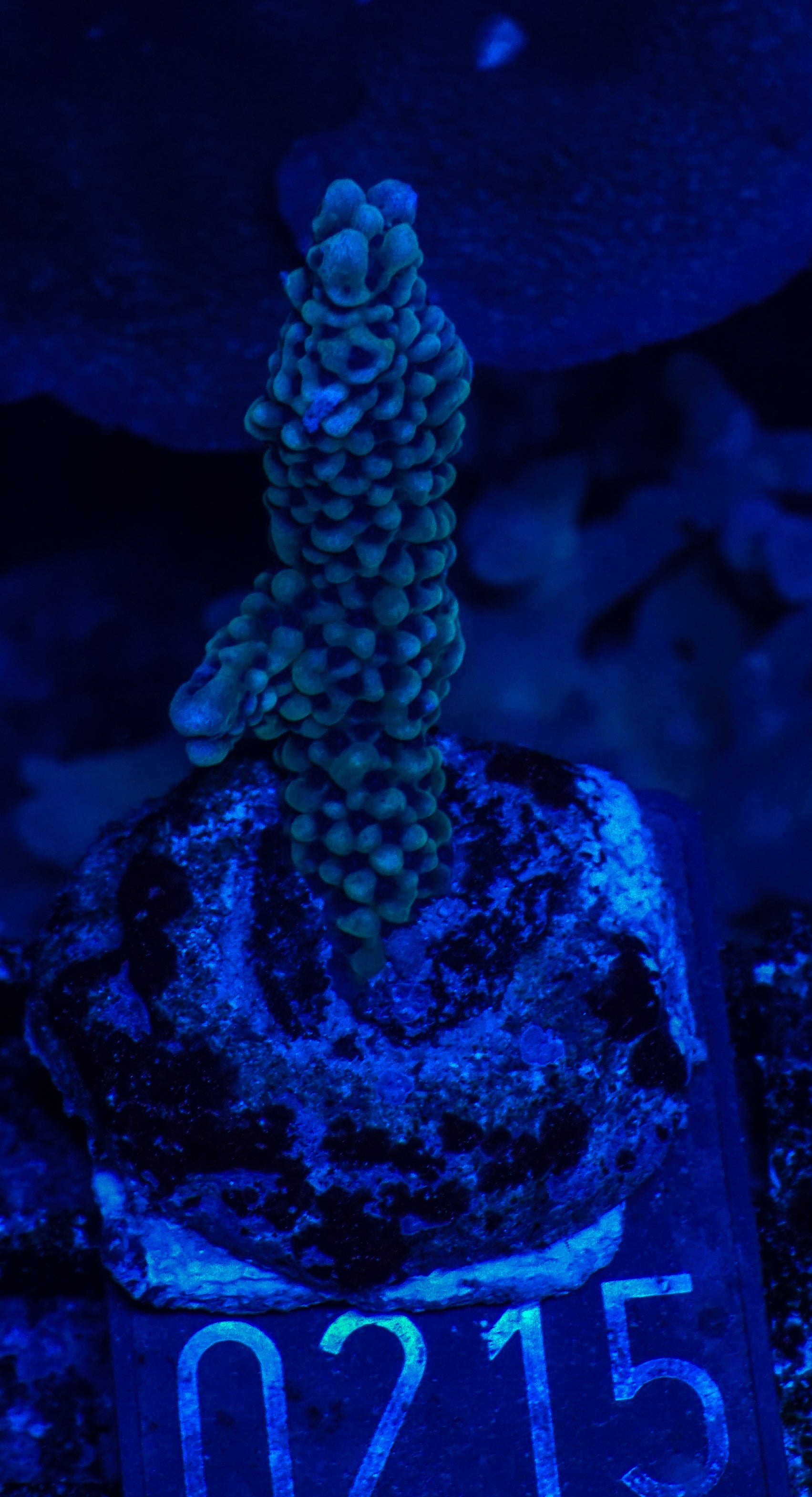 Montipora verrucosa