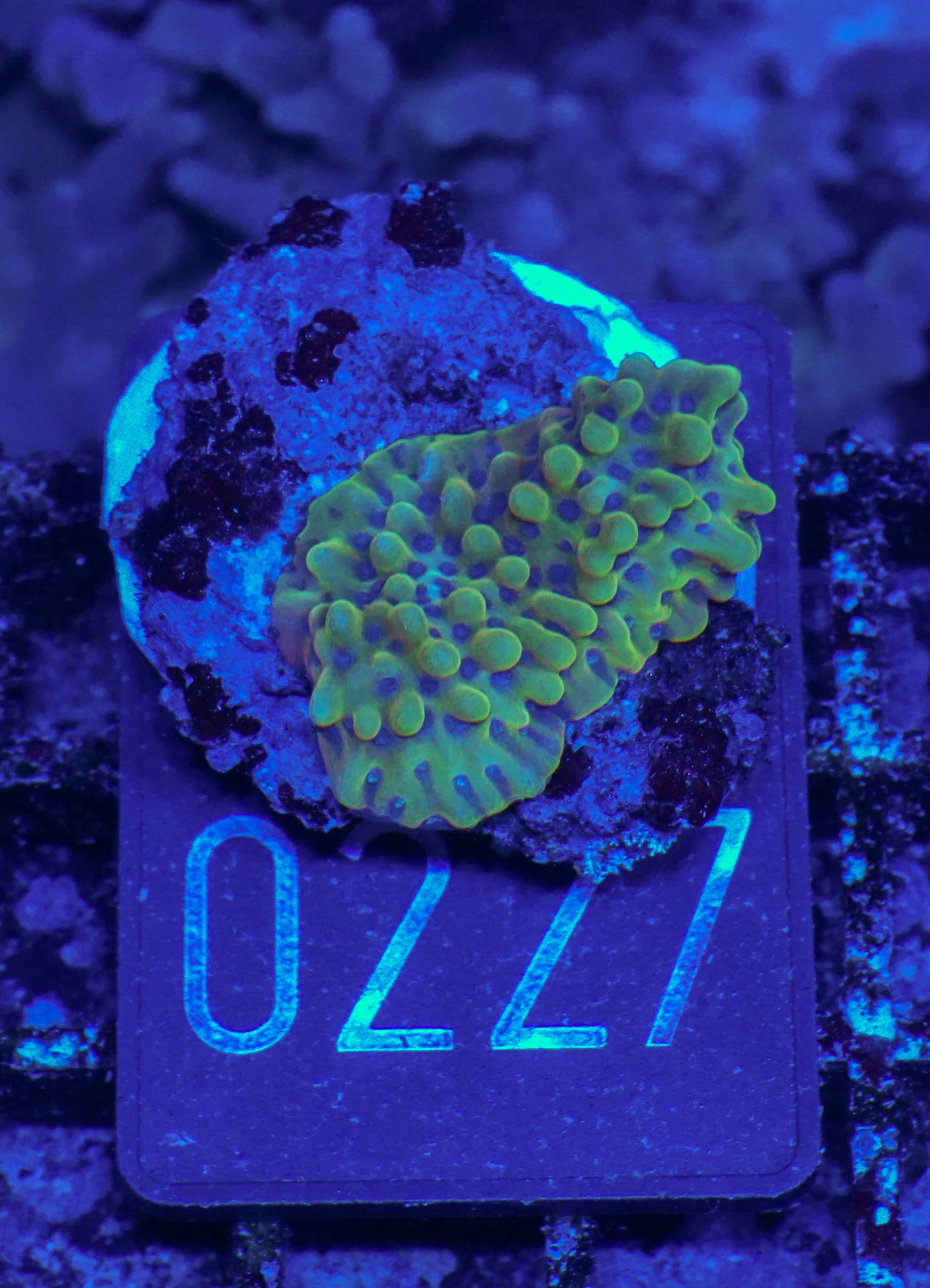 Montipora danae "flaming Joe"
