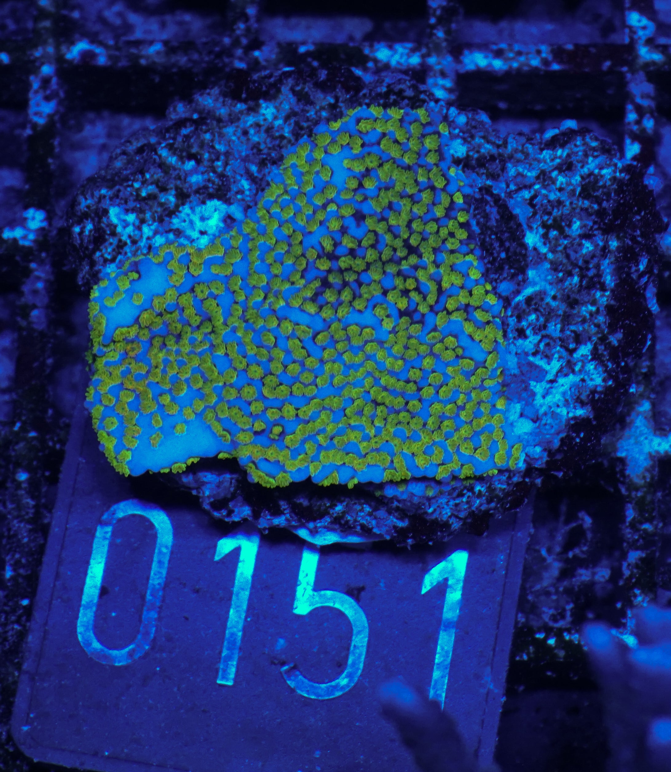 Montipora mollis "rainbow"