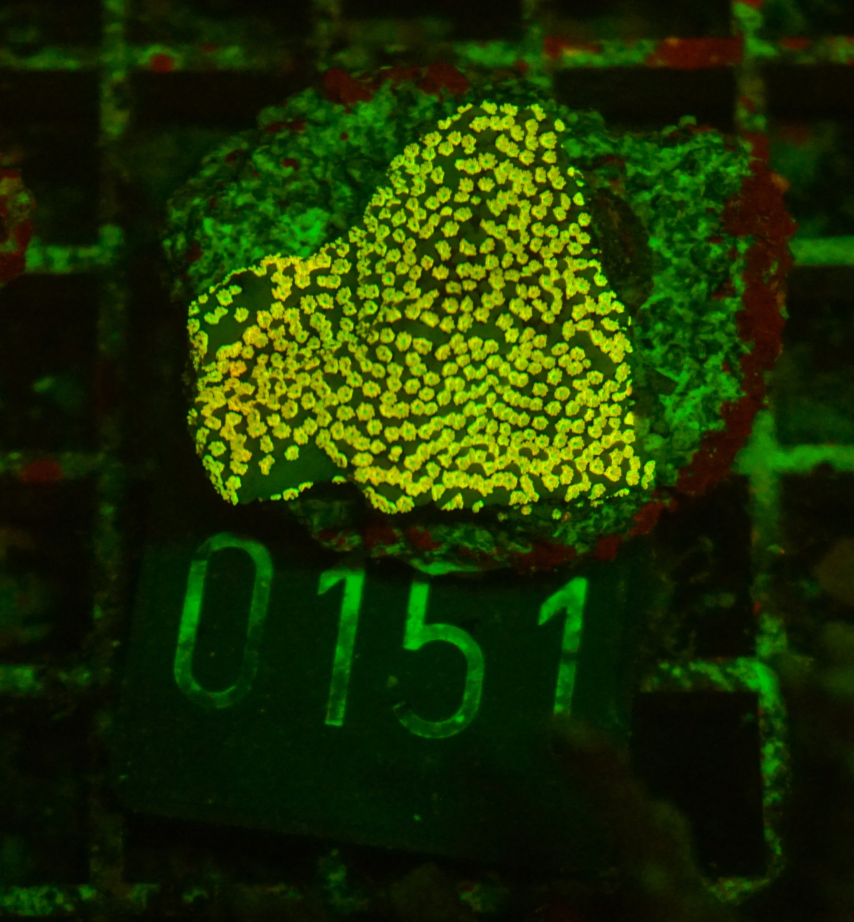 Montipora mollis "rainbow"