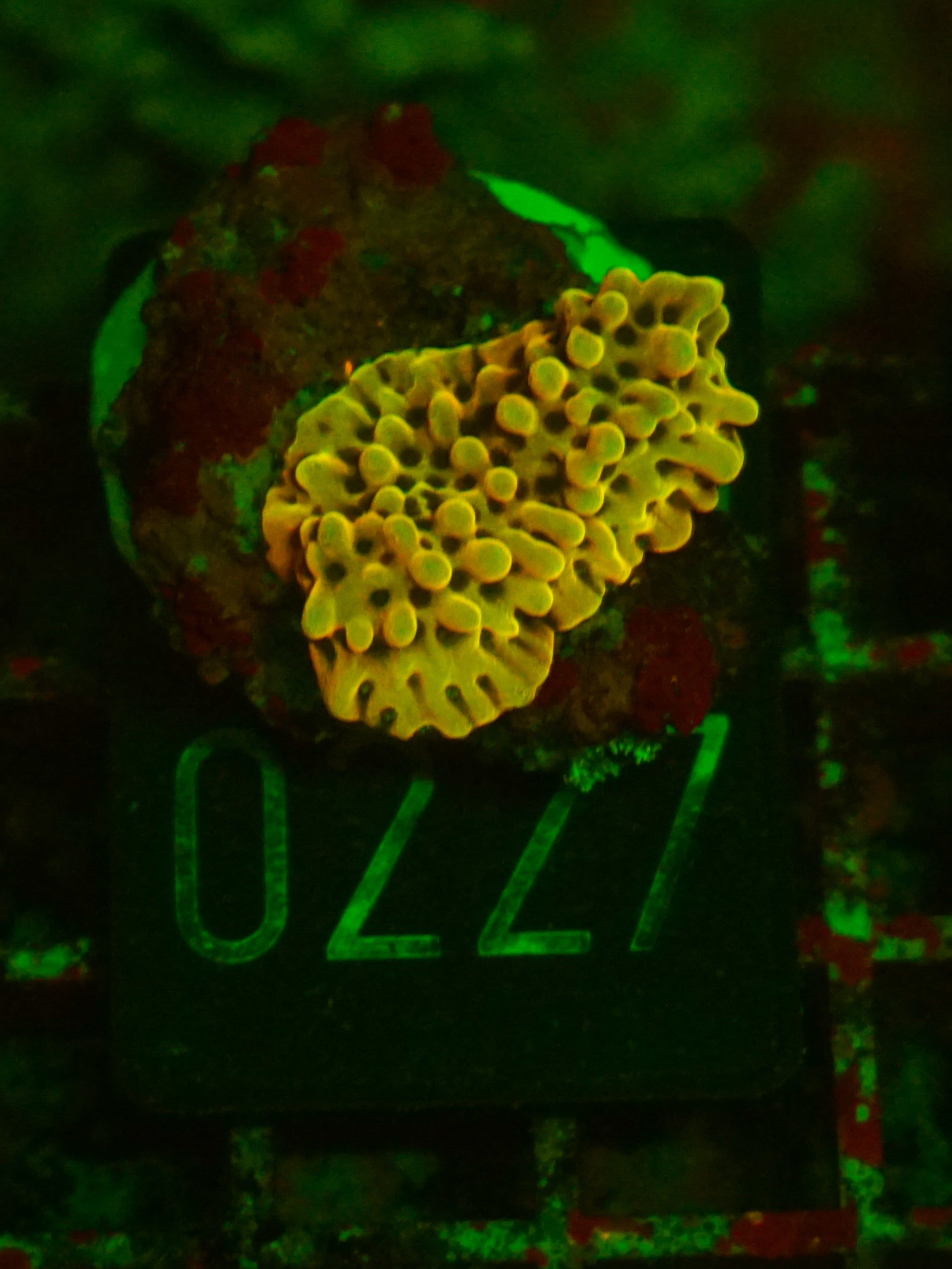Montipora danae "flaming Joe"