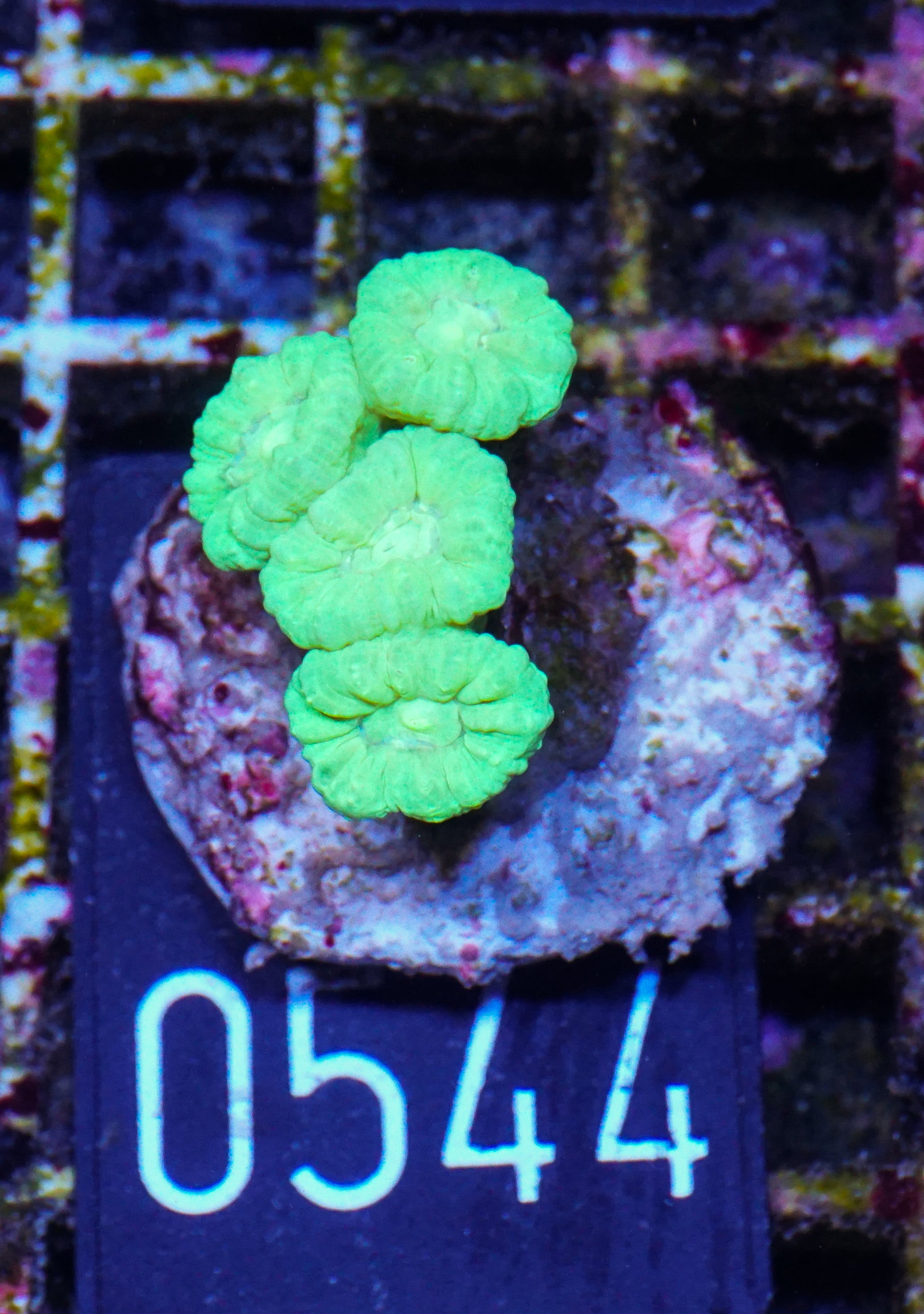 Caulastraea furcata