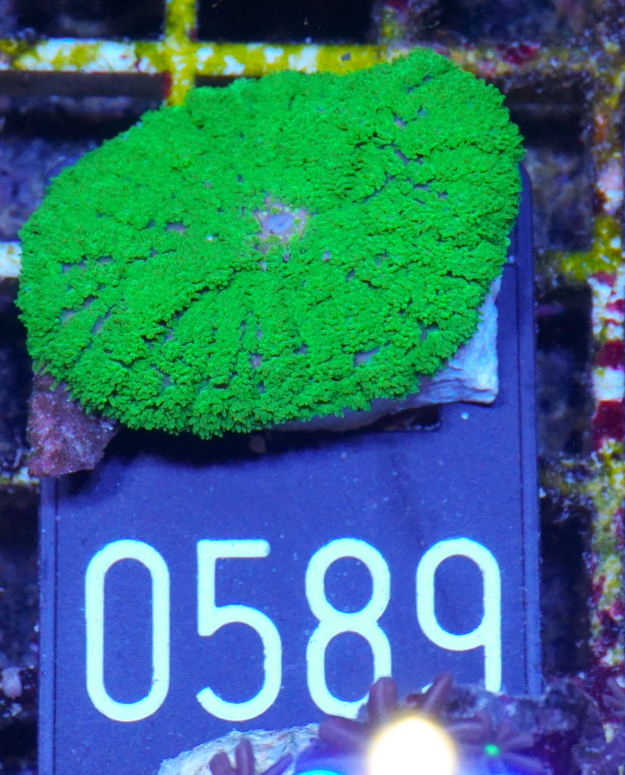 Rhodactis sp.