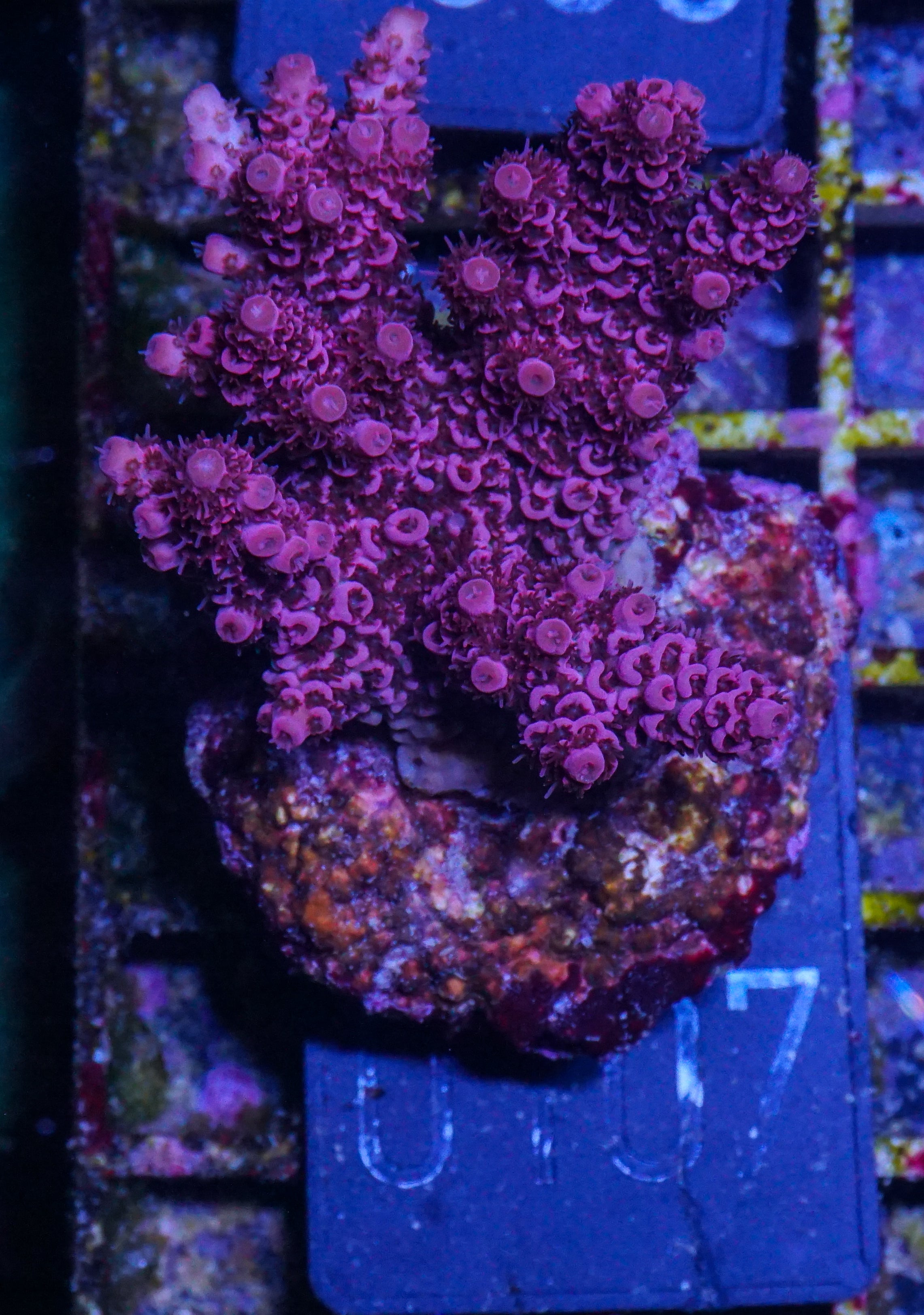 Acropora hyacinthus „red planet“