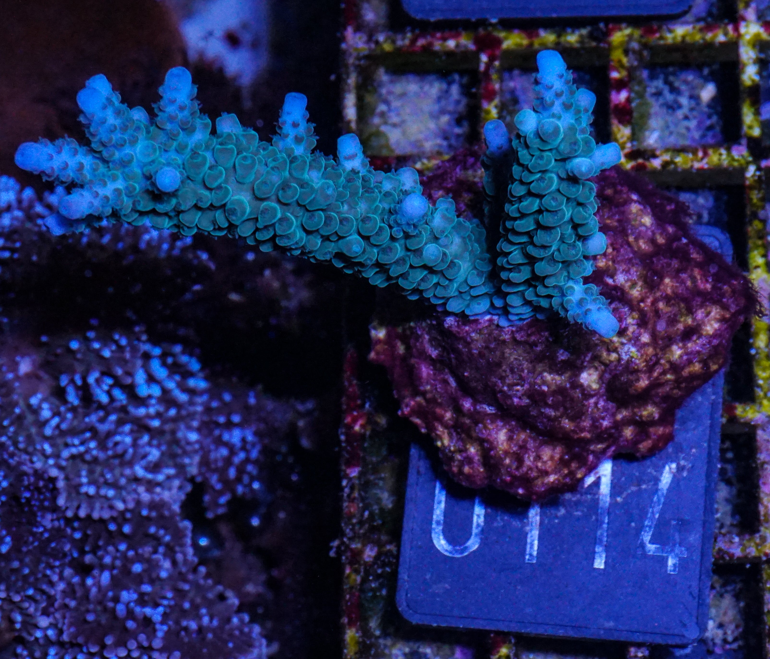 Acropora formosa