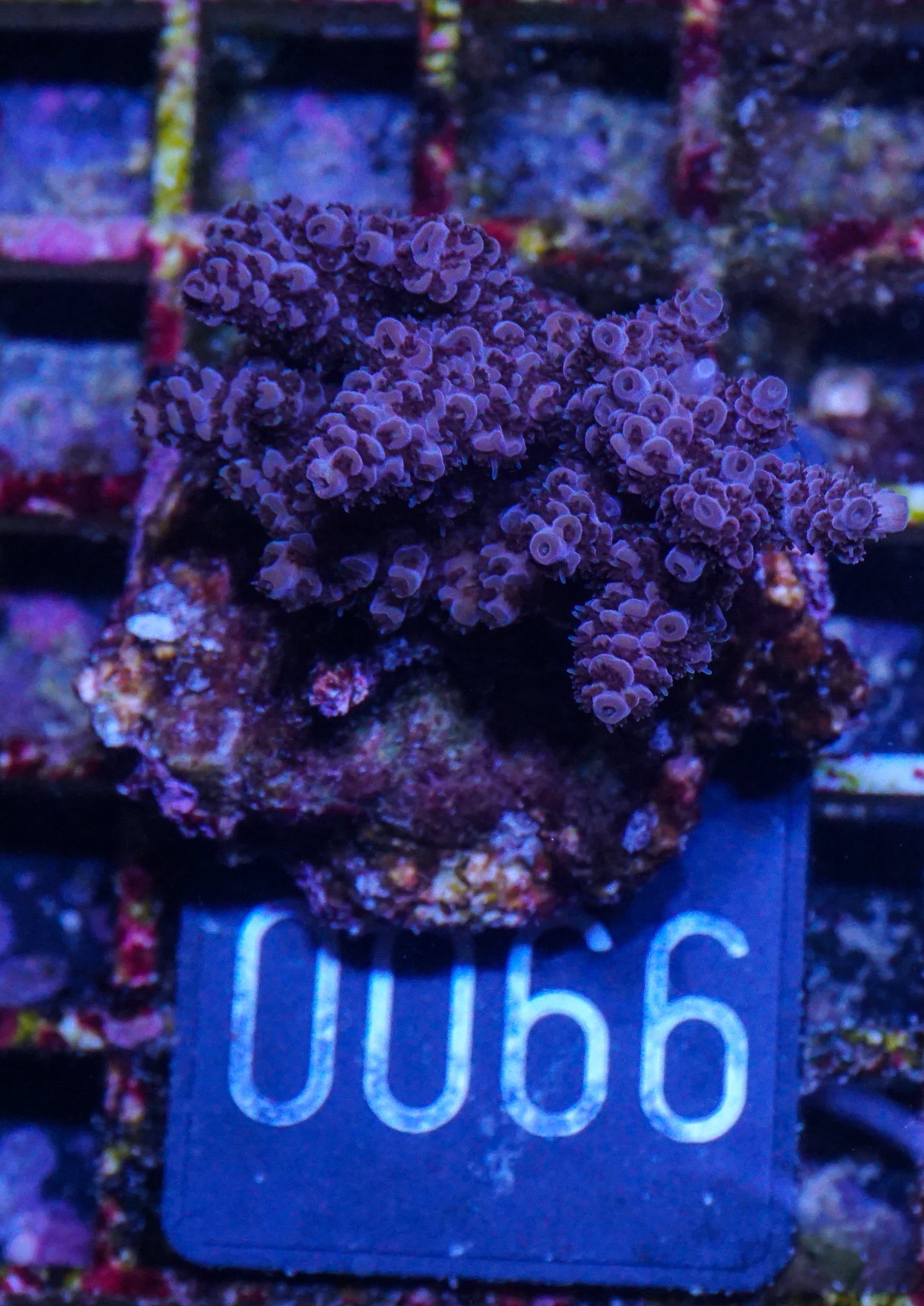 Acropora hyacinthus „pink lady“