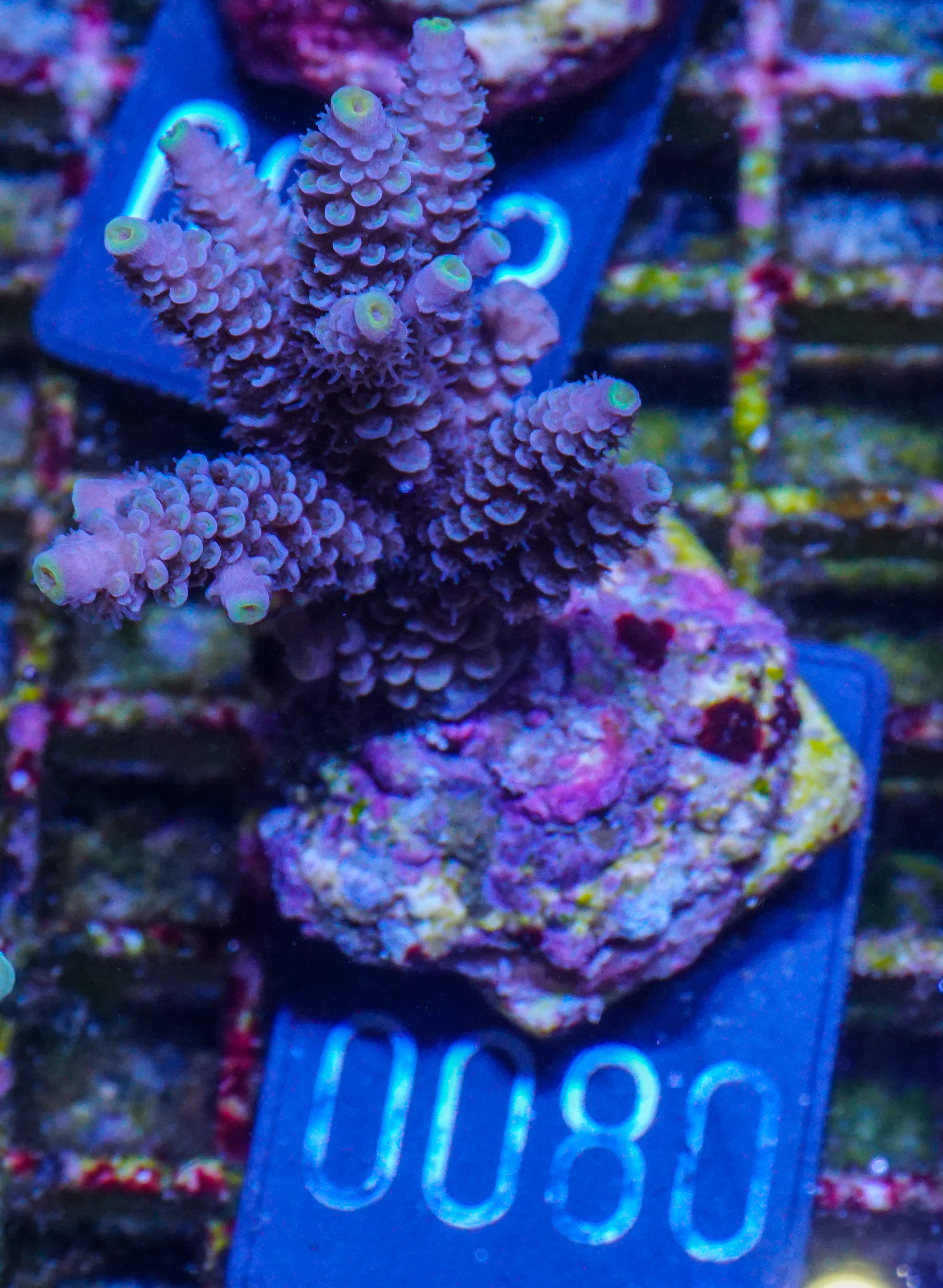 Acropora tenuis „Walt Disney art“