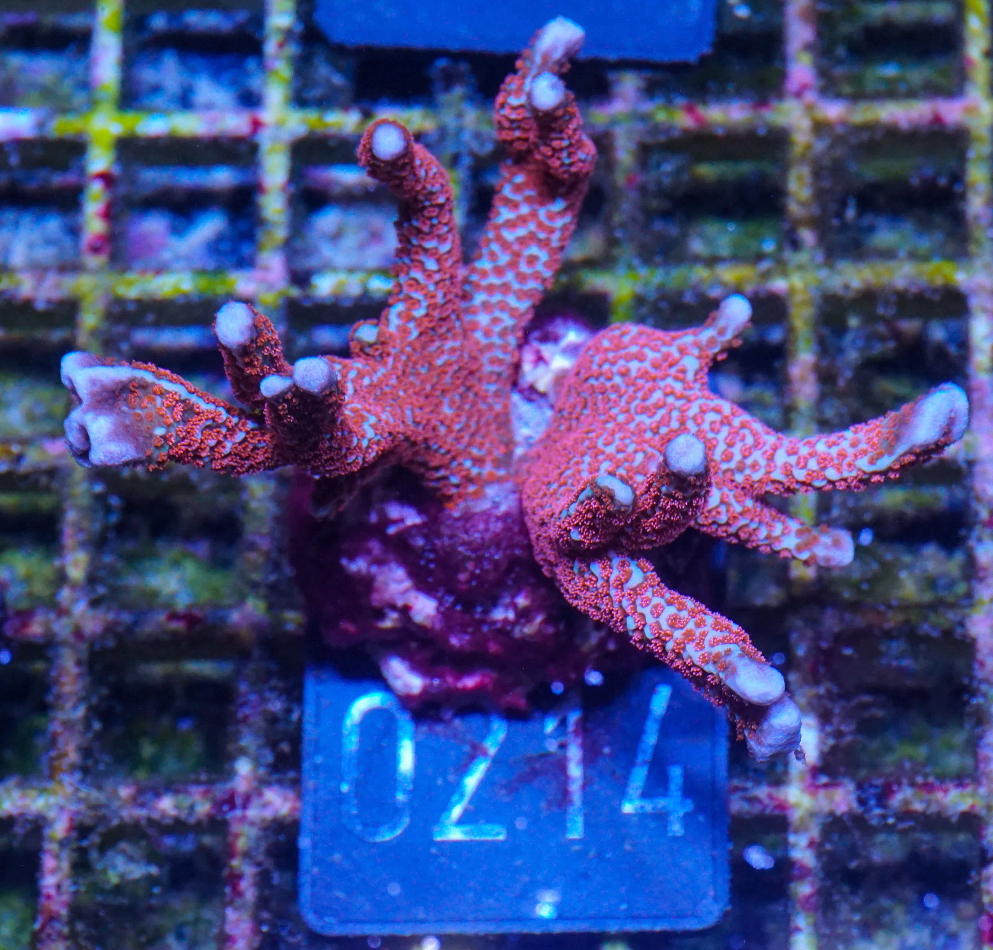 Montipora samarensis