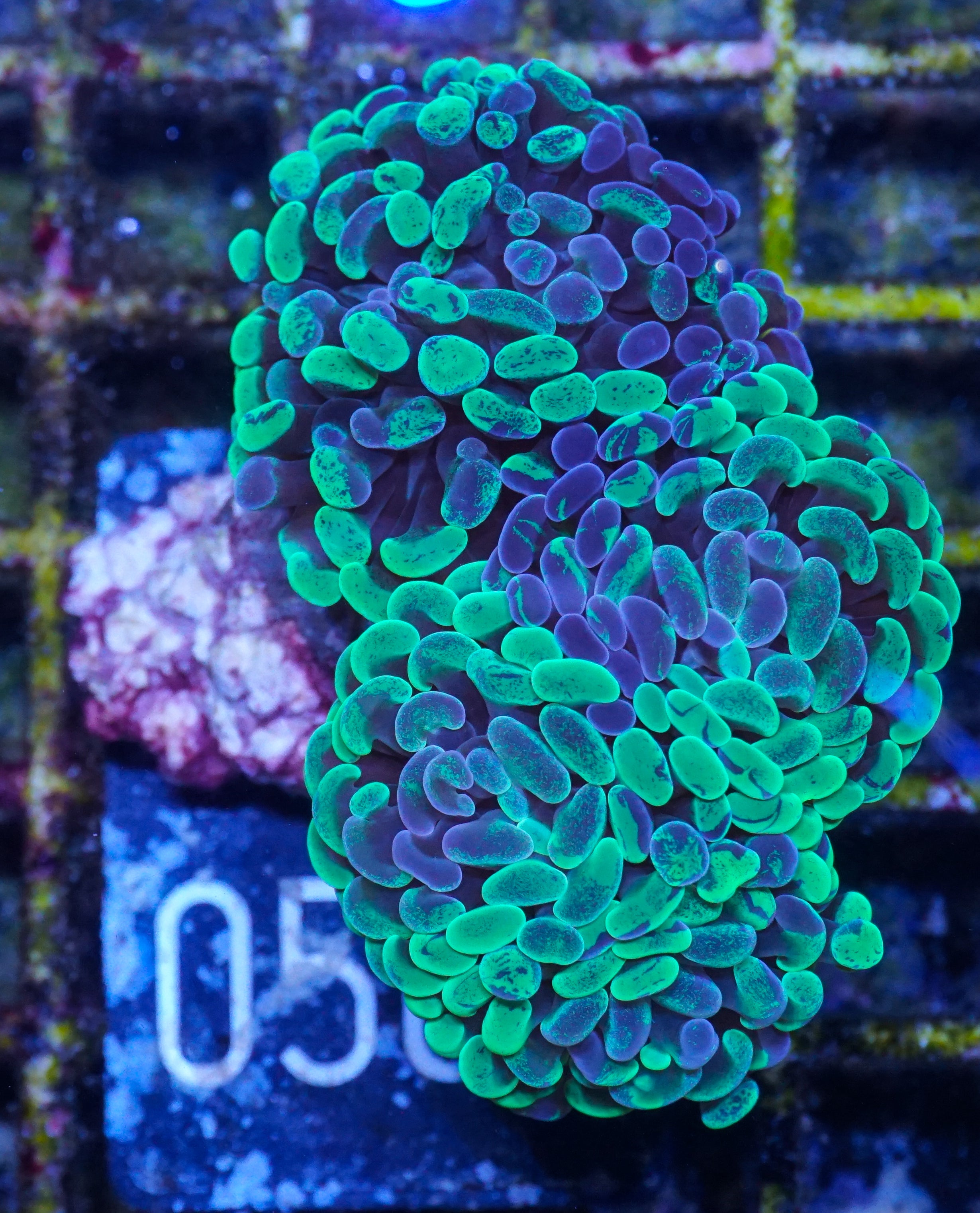 Euphyllia/Fimbriaphyllia paraancora