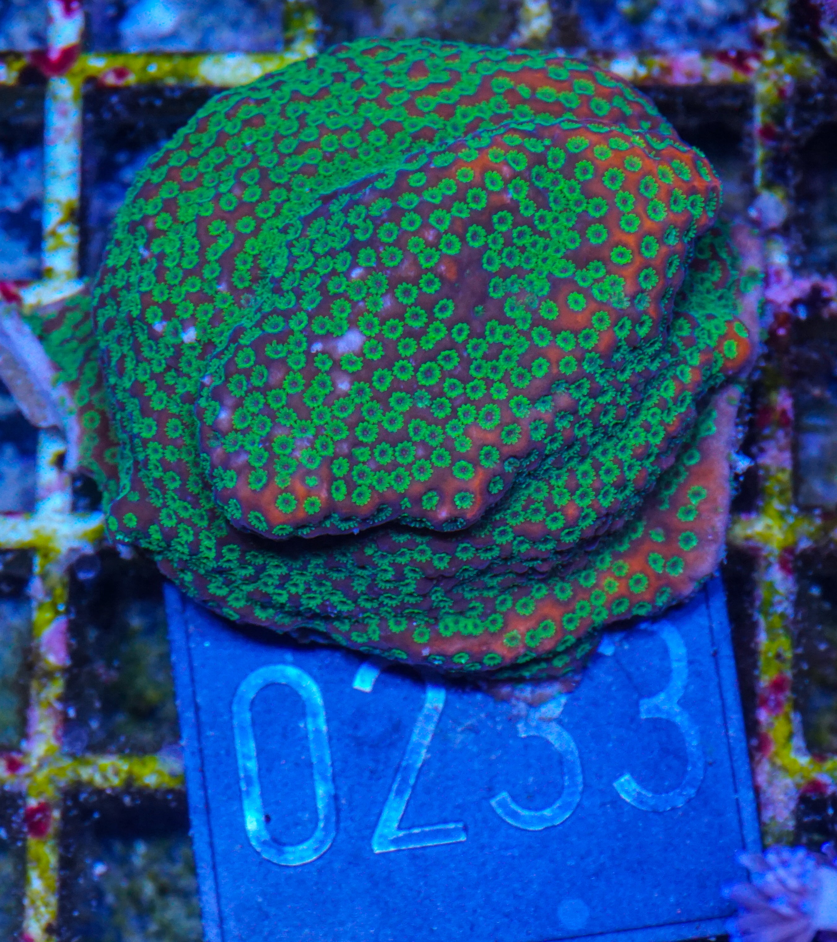 Montipora mollis „superman“
