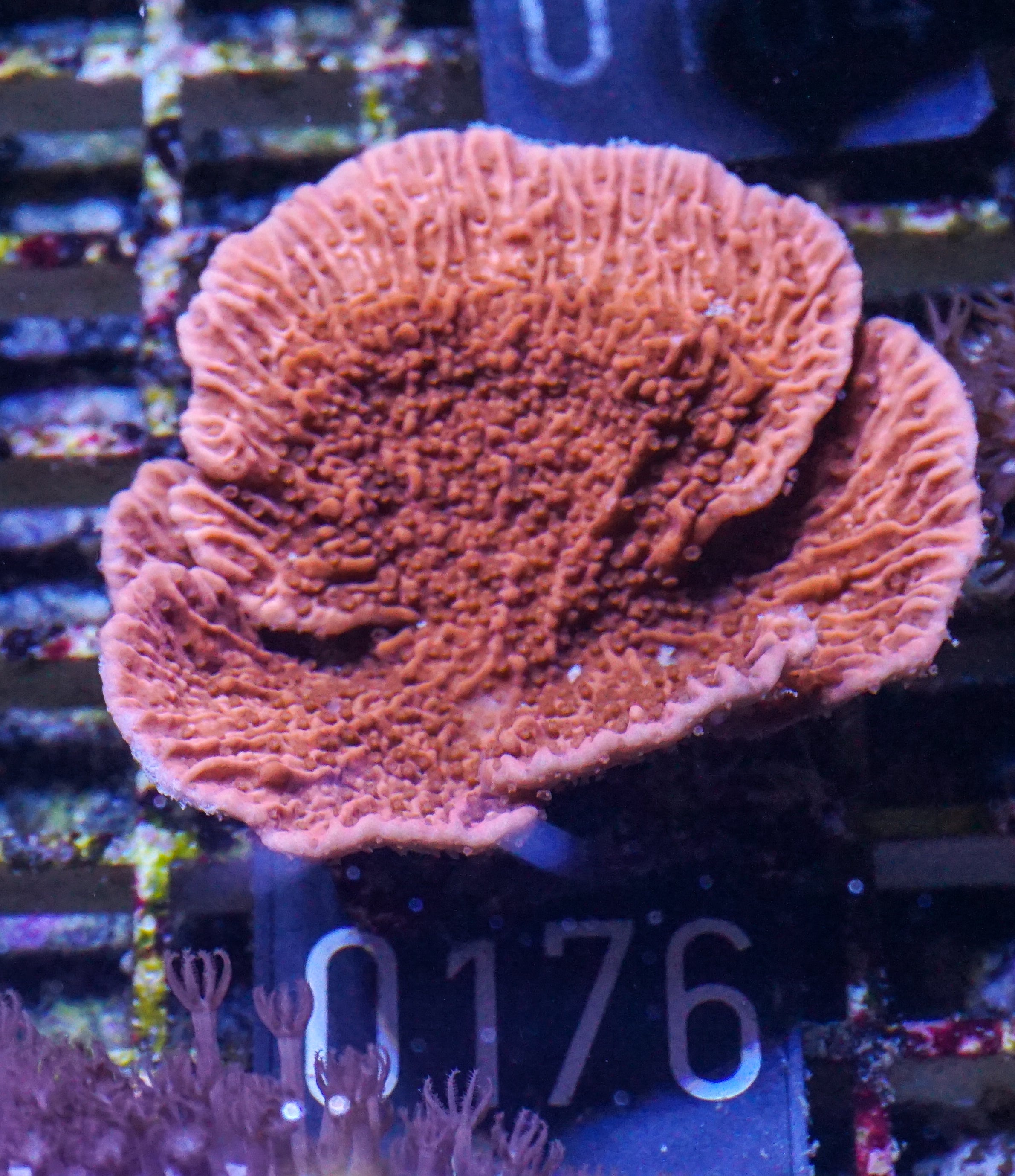 Montipora foliosa