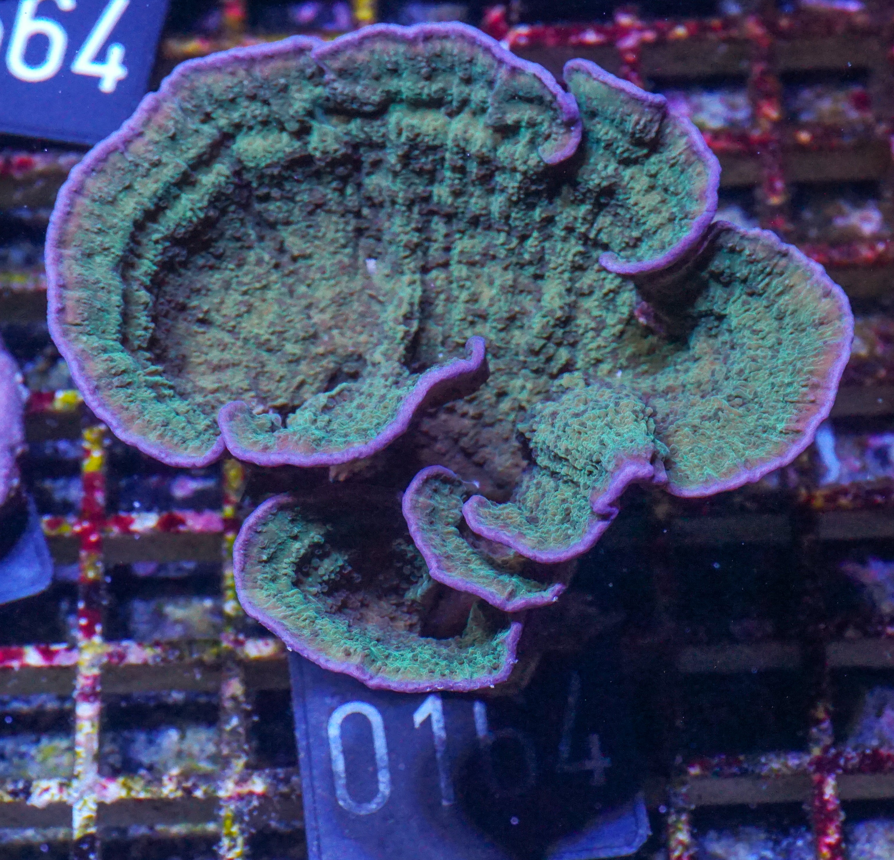 Montipora delicatula