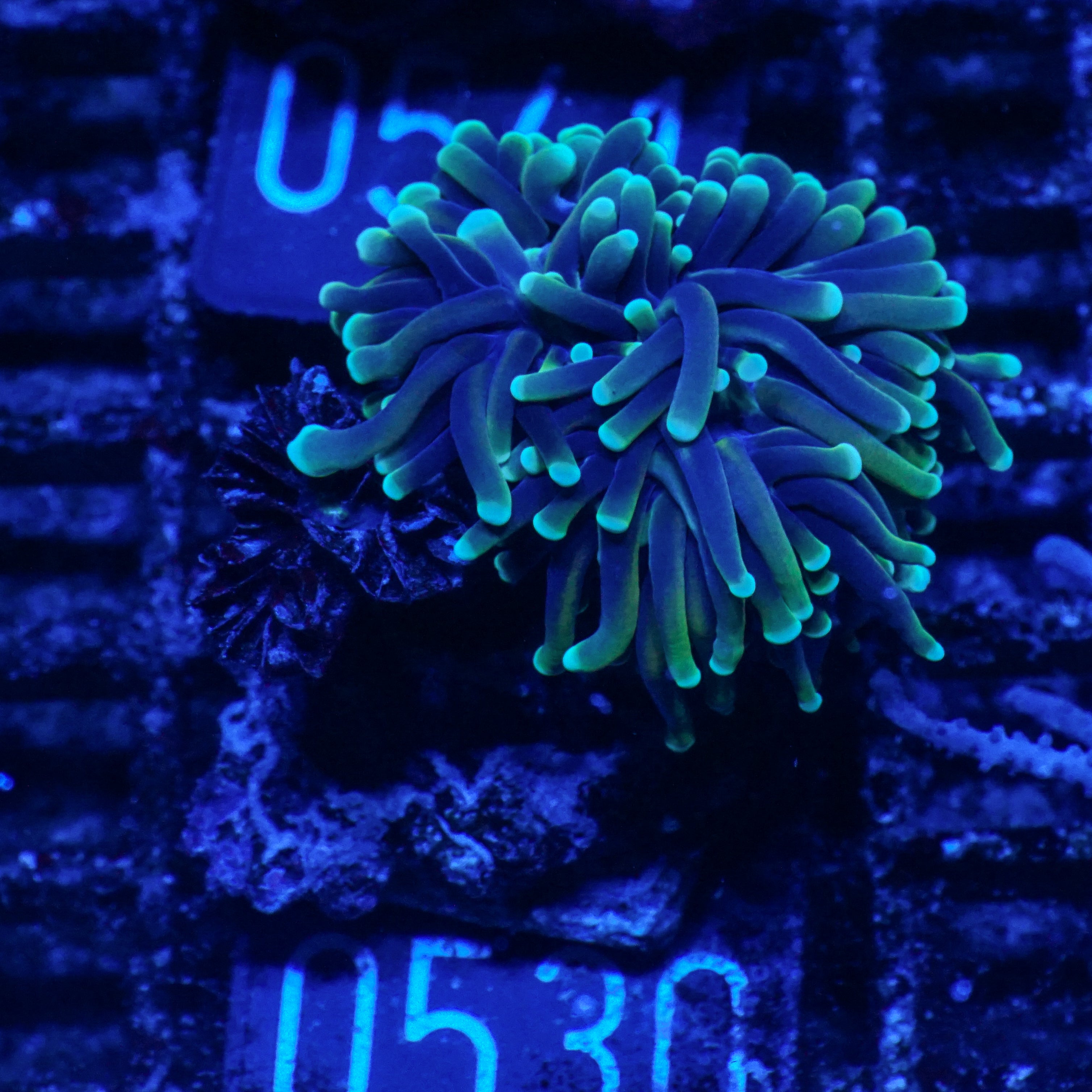 Euphyllia glabrescens "Dragon soul"