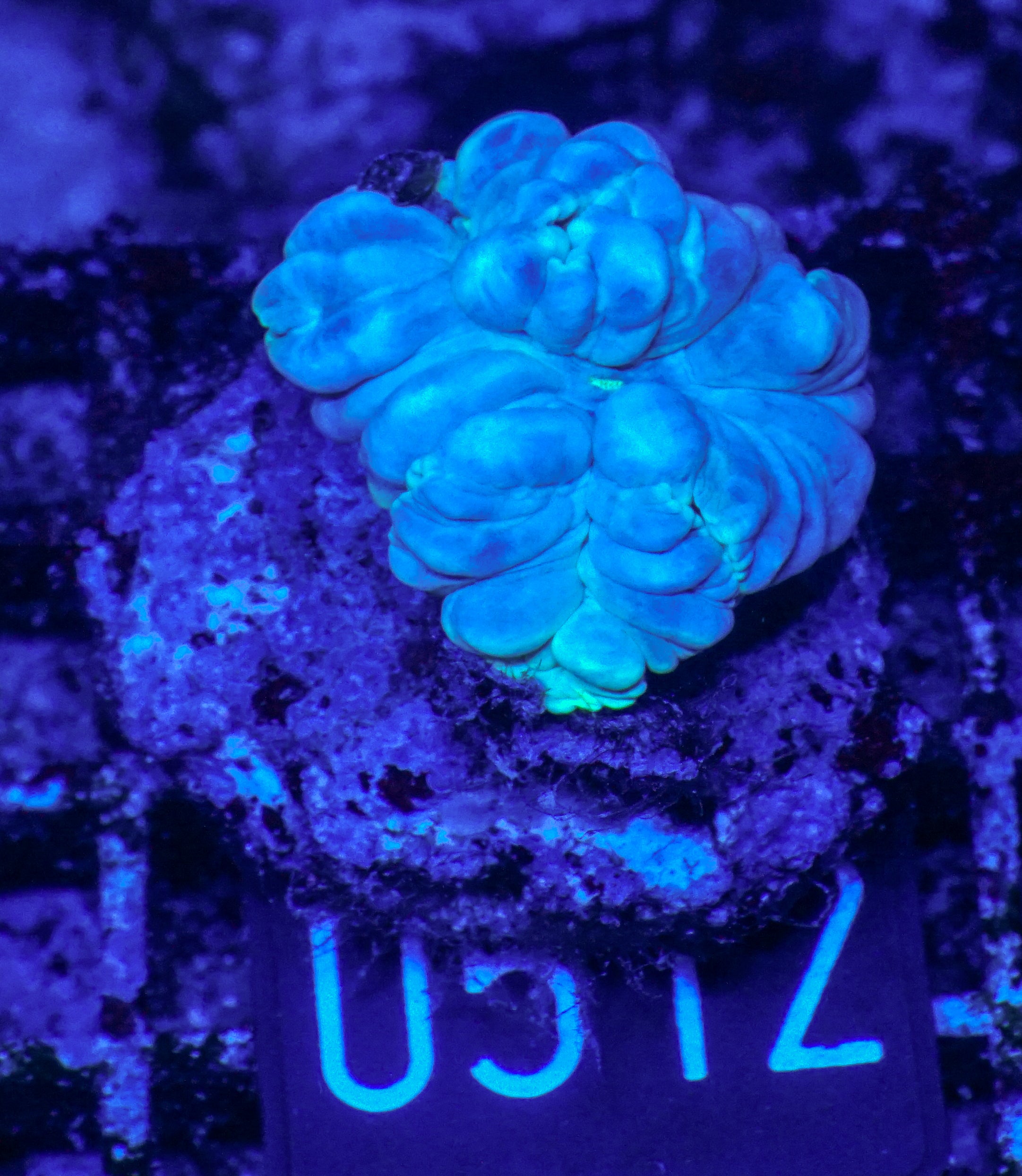 Nemenzophyllia turbida