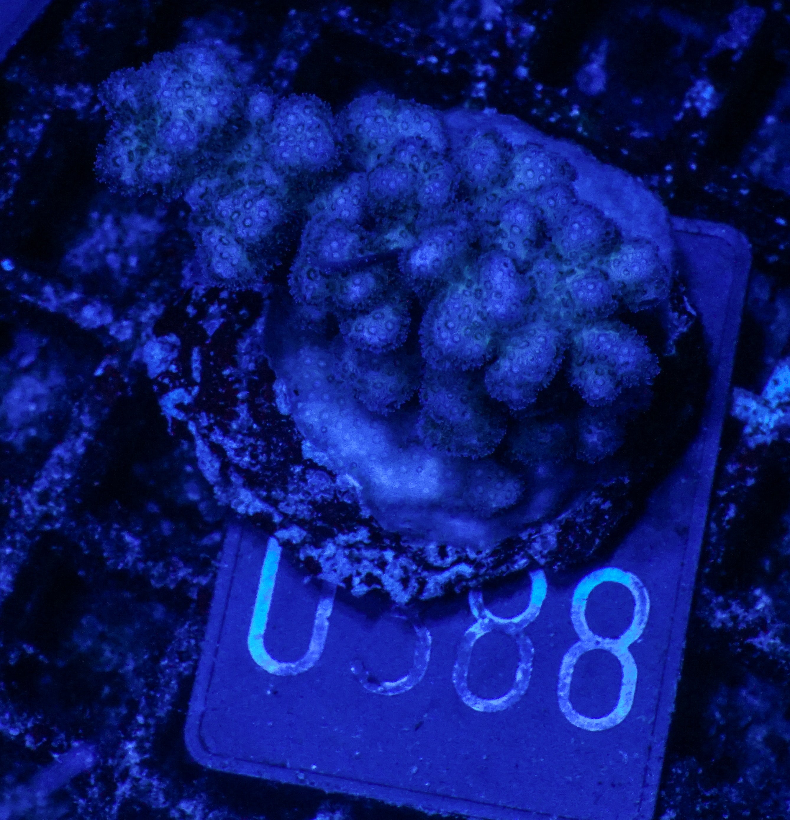 Pocillopora damicornis "pink"