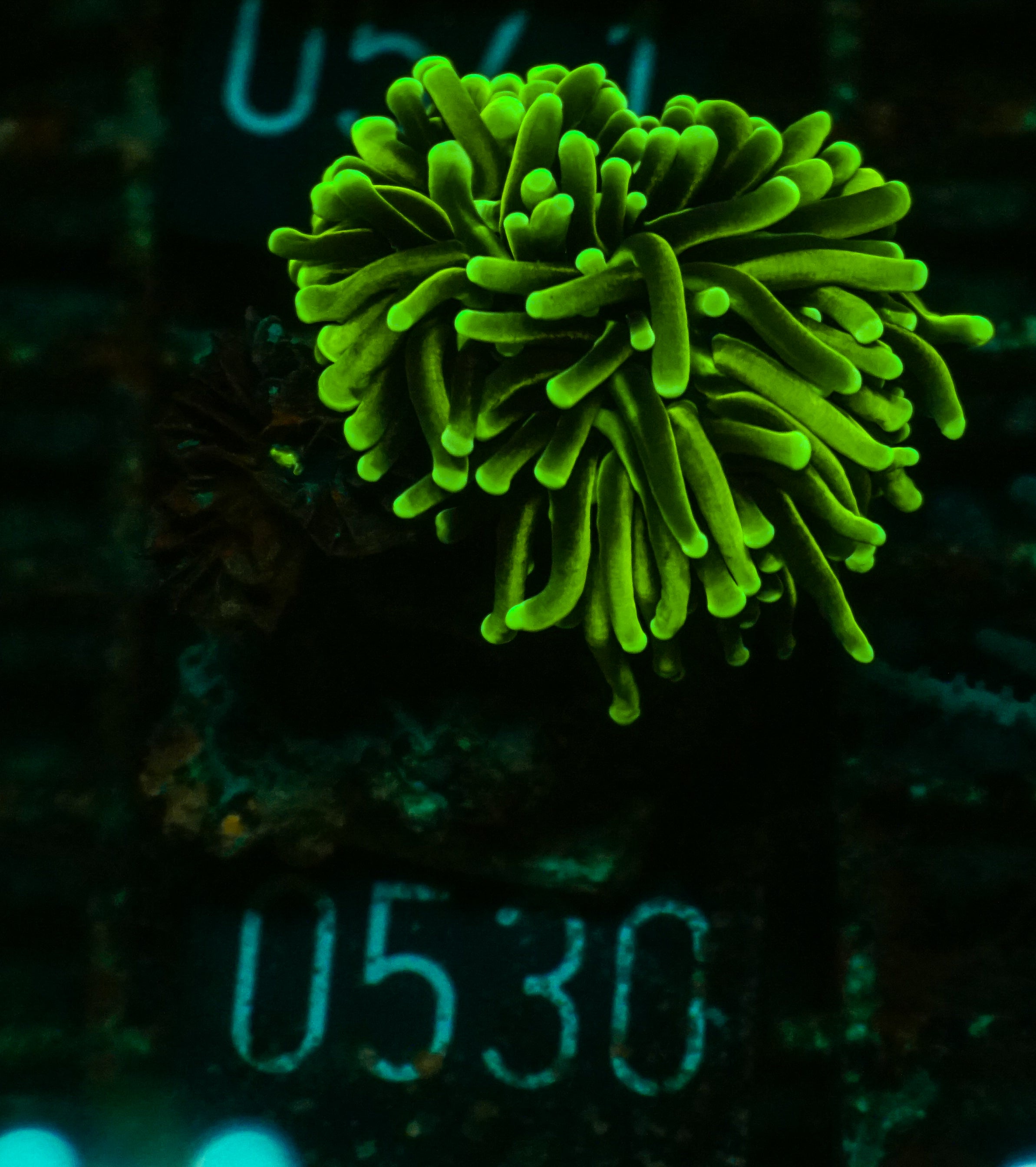 Euphyllia glabrescens "Dragon soul"