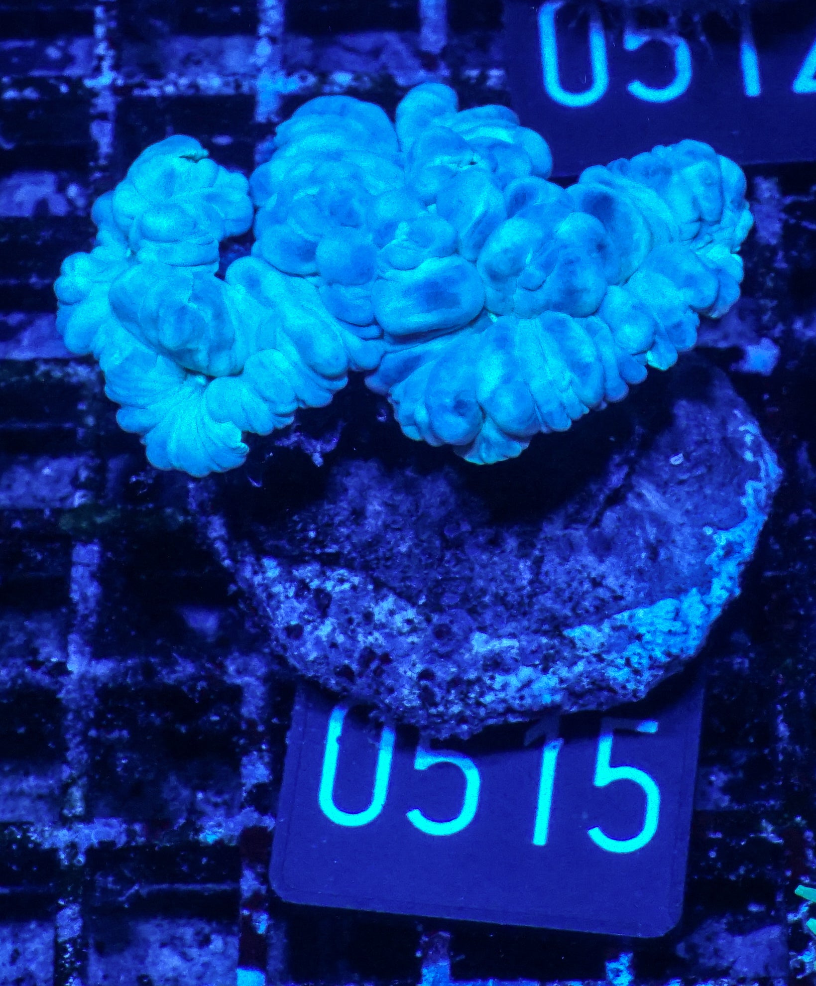 Nemenzophyllia turbida