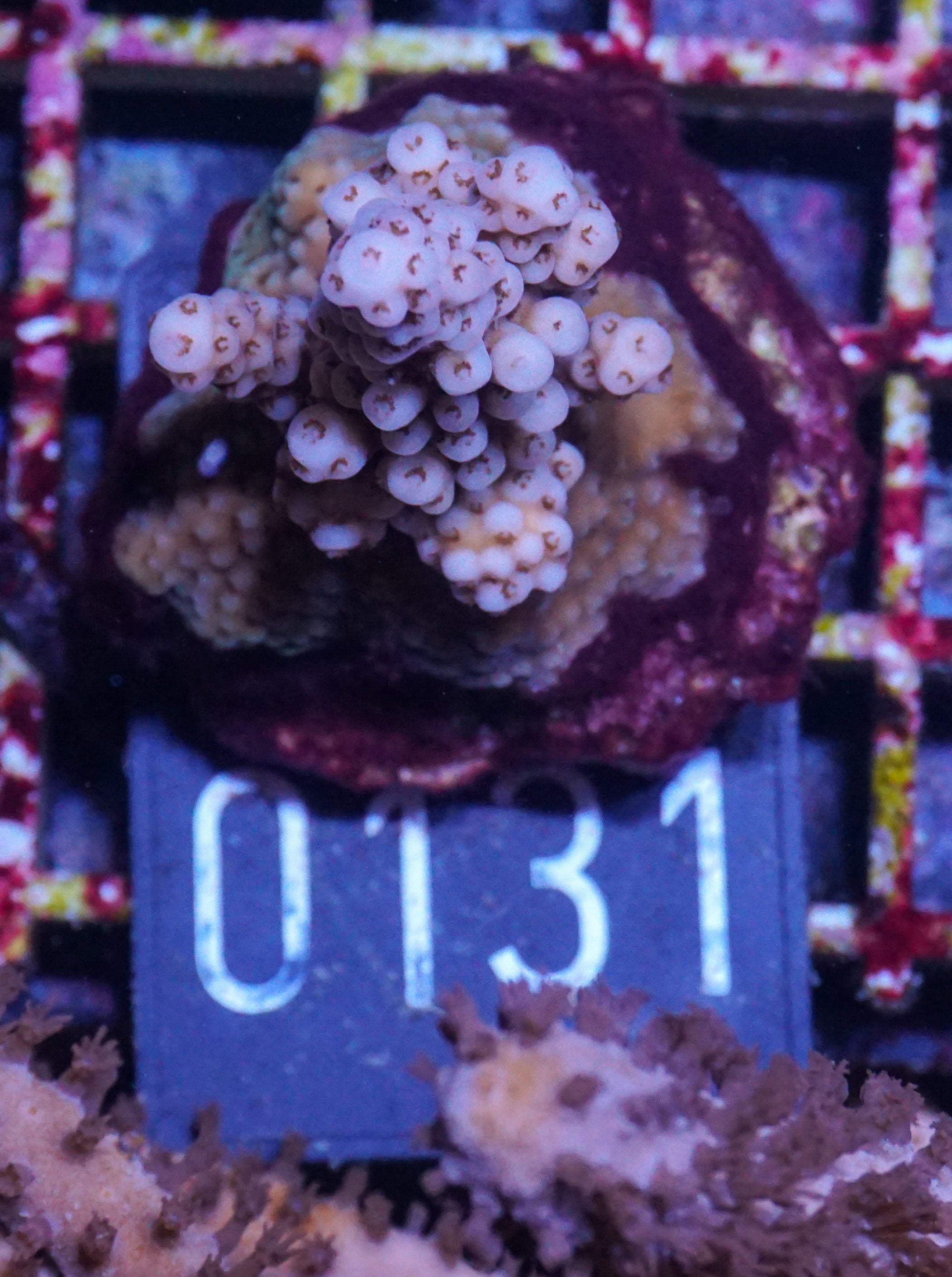 Acropora vermiculata „red jacket“