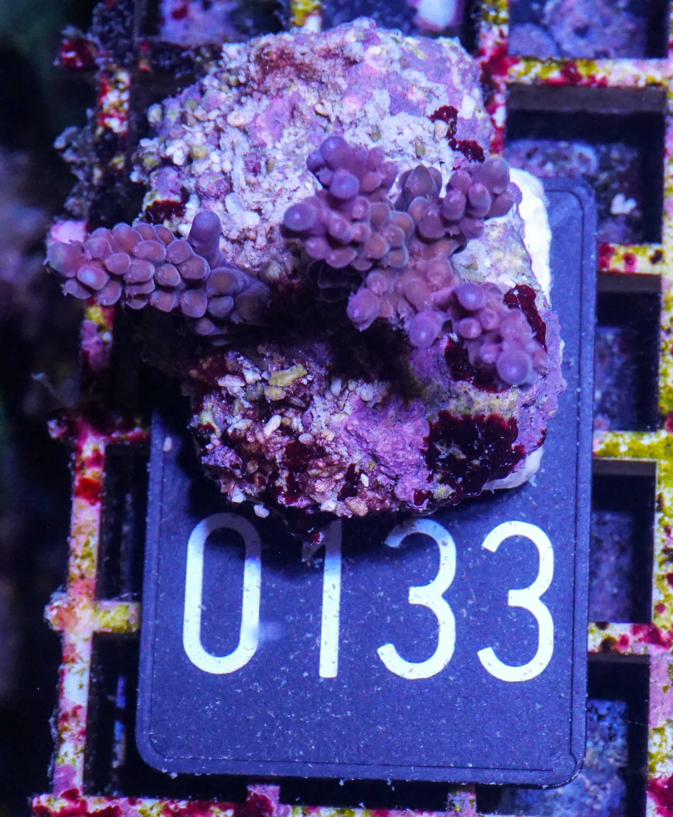Acropora sp.