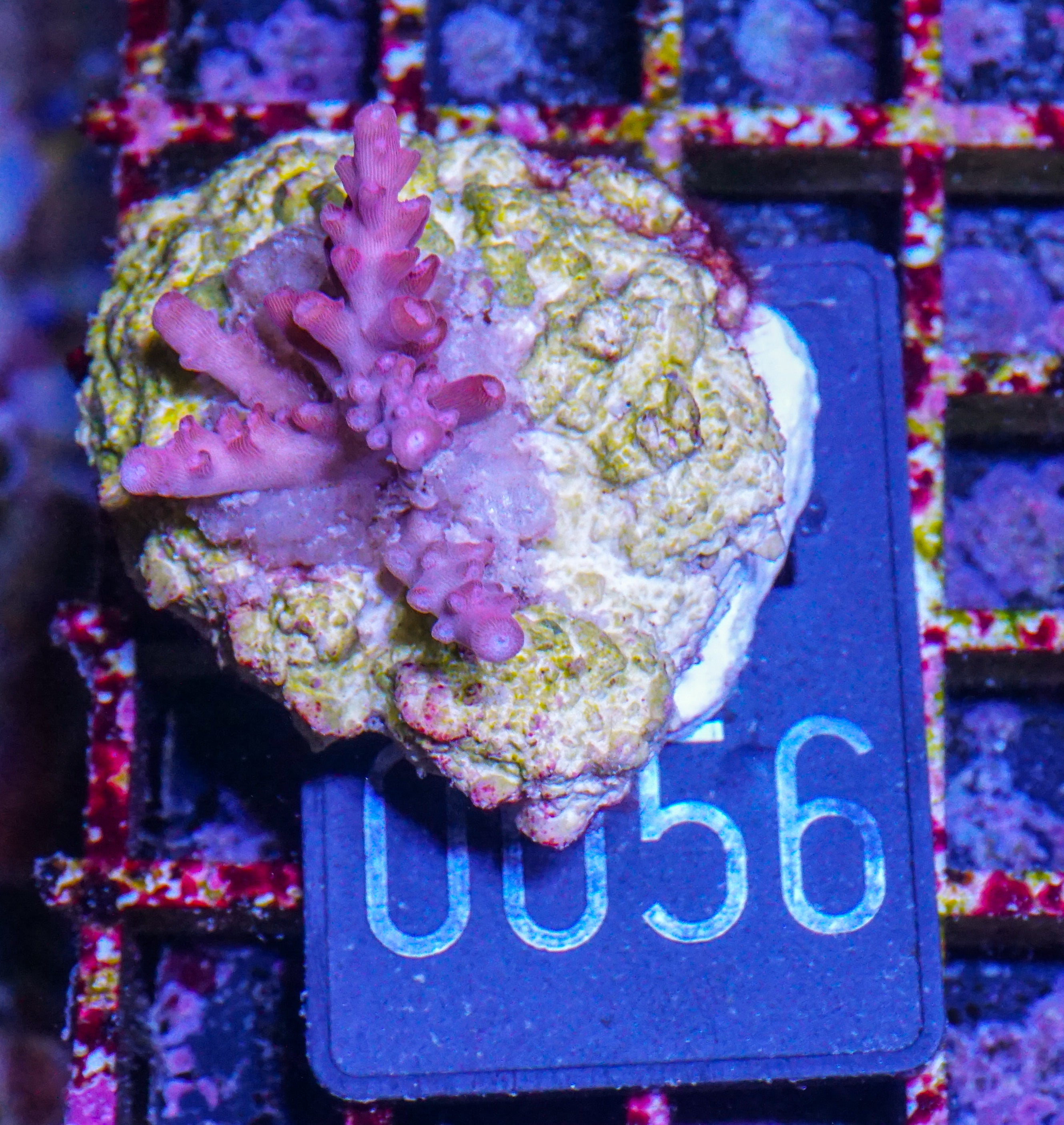 Acropora sp. "red devil"
