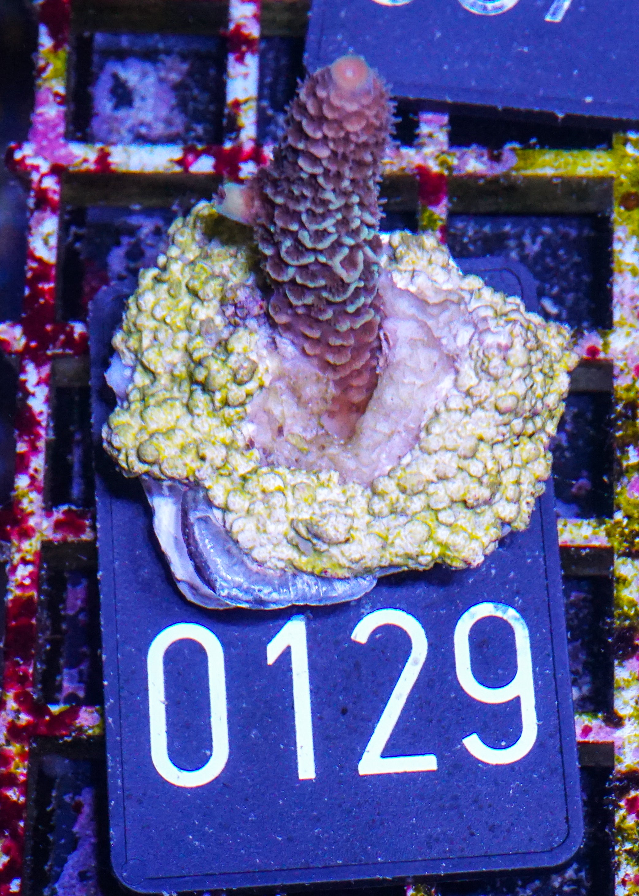 Acropora spathulata „jungle thief“