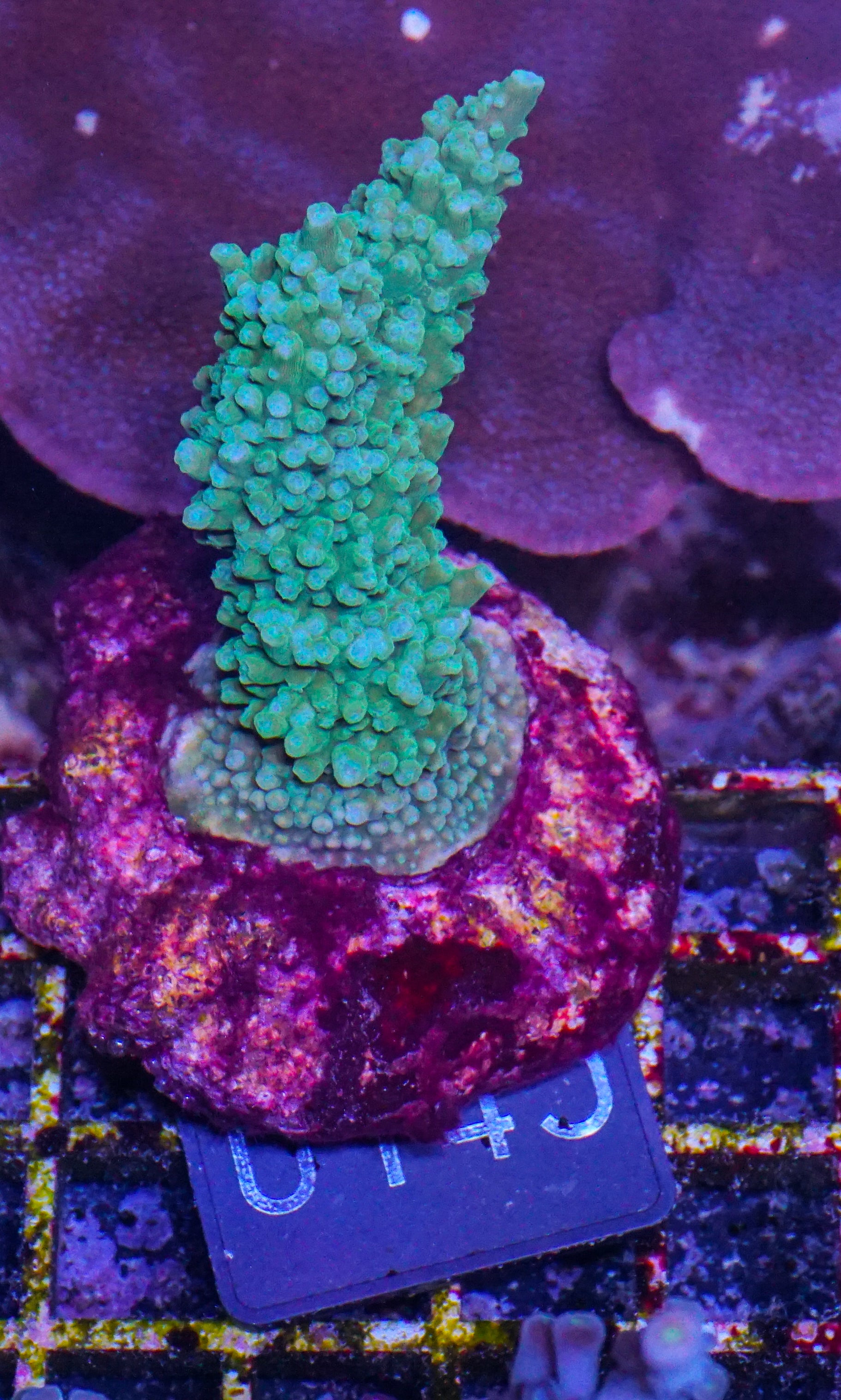 Acropora sp.