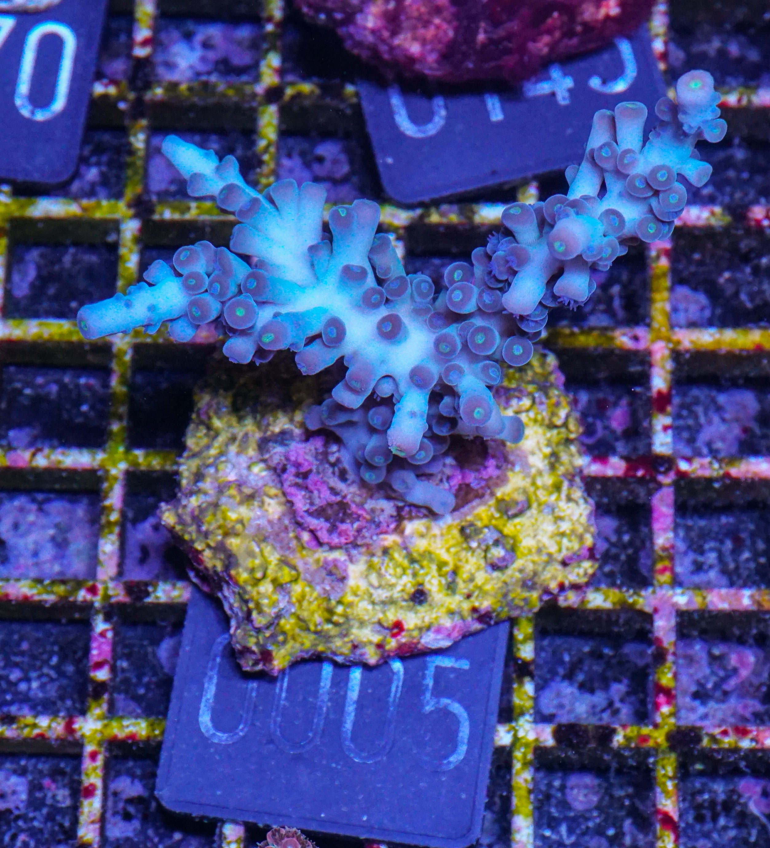 Acropora tortuosa "türkis"